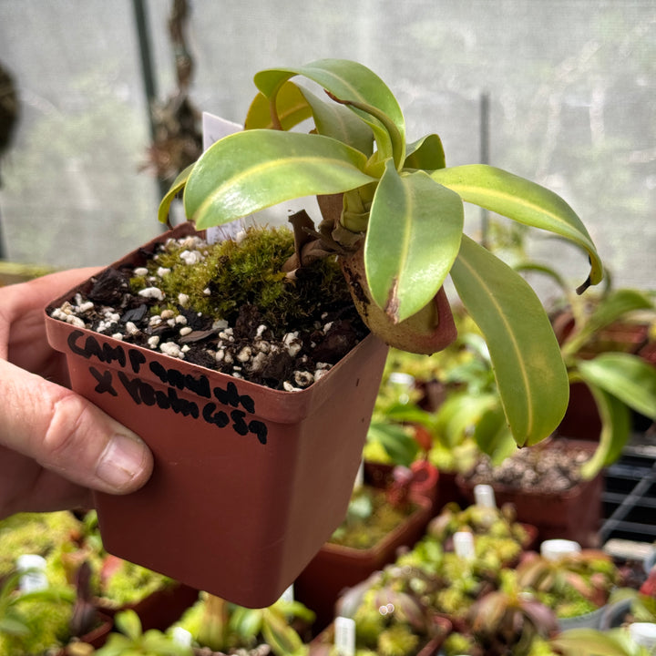 Tropical Pitcher, Nepenthes 'campanulata x ventricosa’ by Nepenthes
