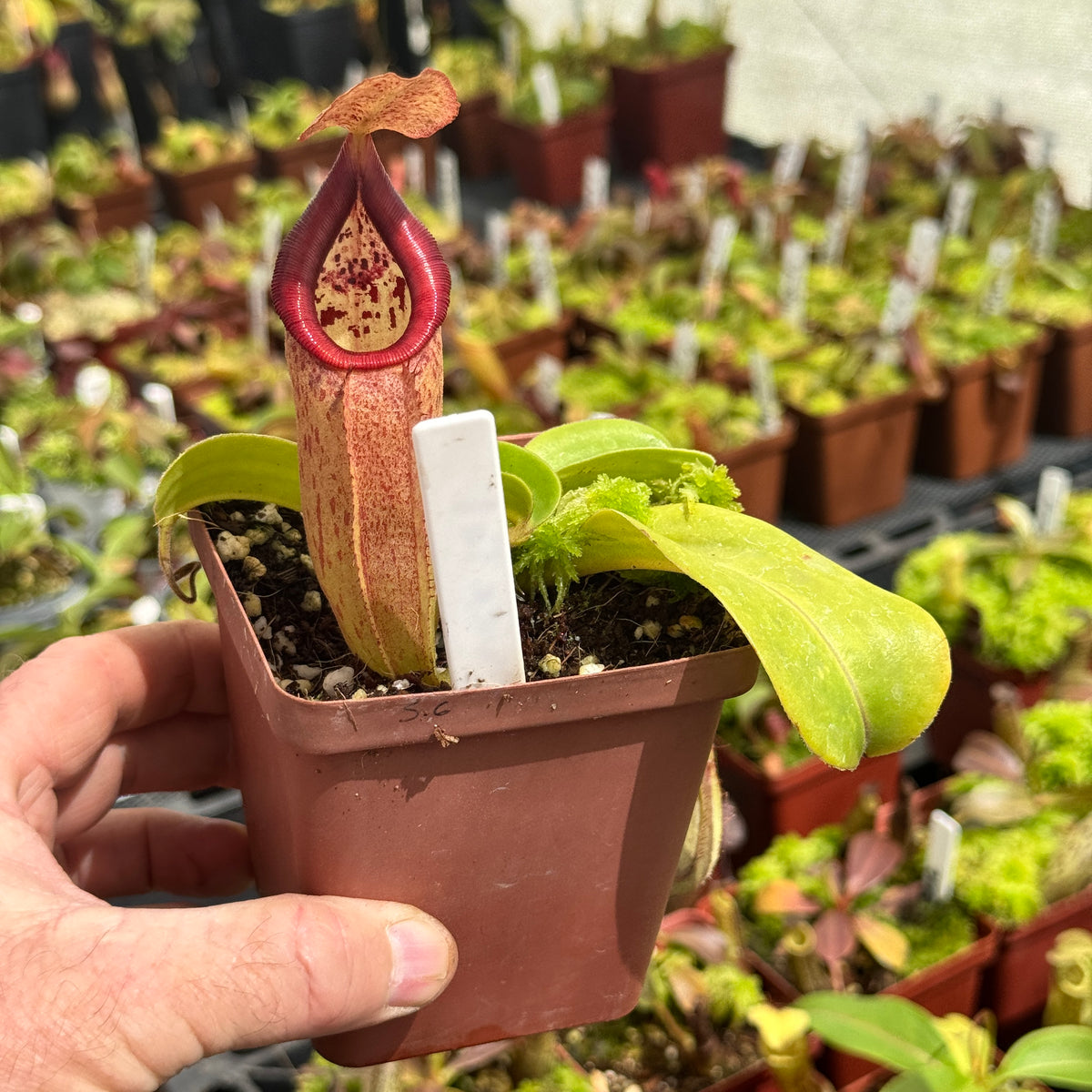 Tropical Pitcher, Nepenthes 'truncata x talangenis.' by Nepenthes