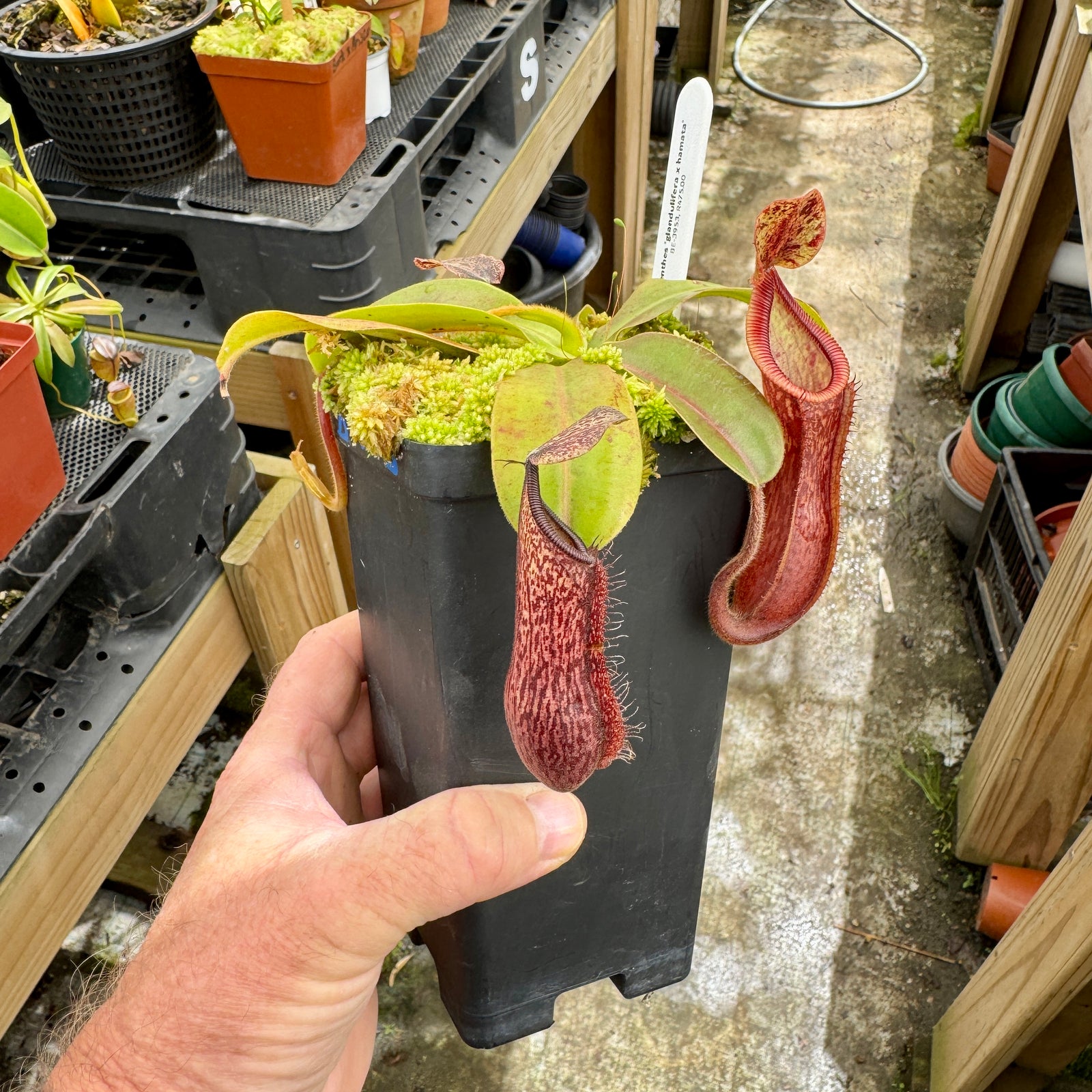 Tropical Pitcher, Nepenthes 'glandulifera x hamata', BE-3953 by Nepenthes