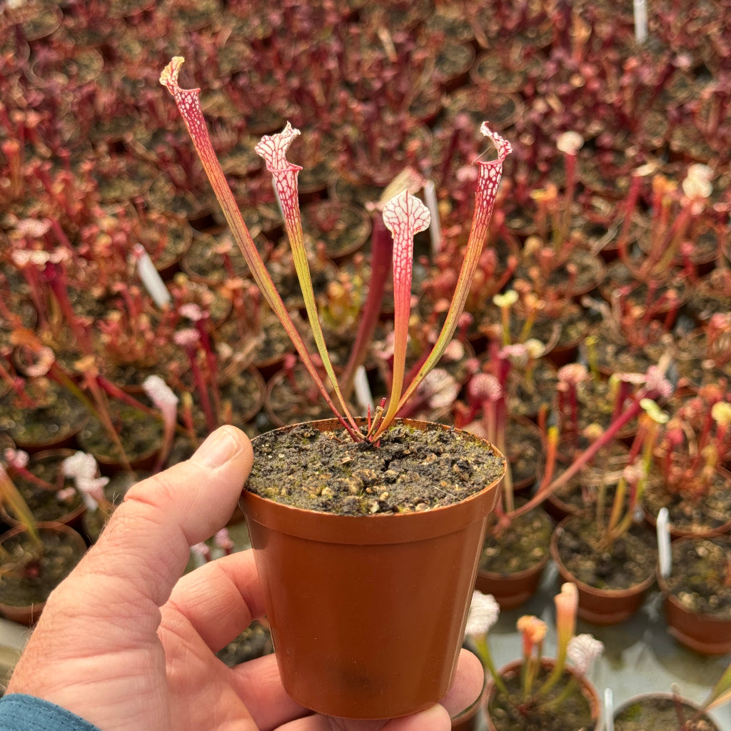 Hand holding a small potted carnivorous plant with a blurred background of similar plants.