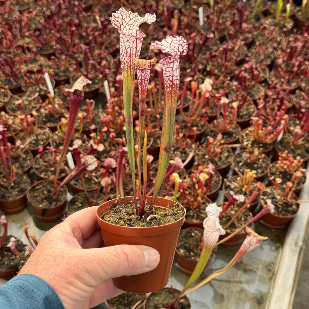 Hand holding a small potted carnivorous plant with a background of more plants in pots.
