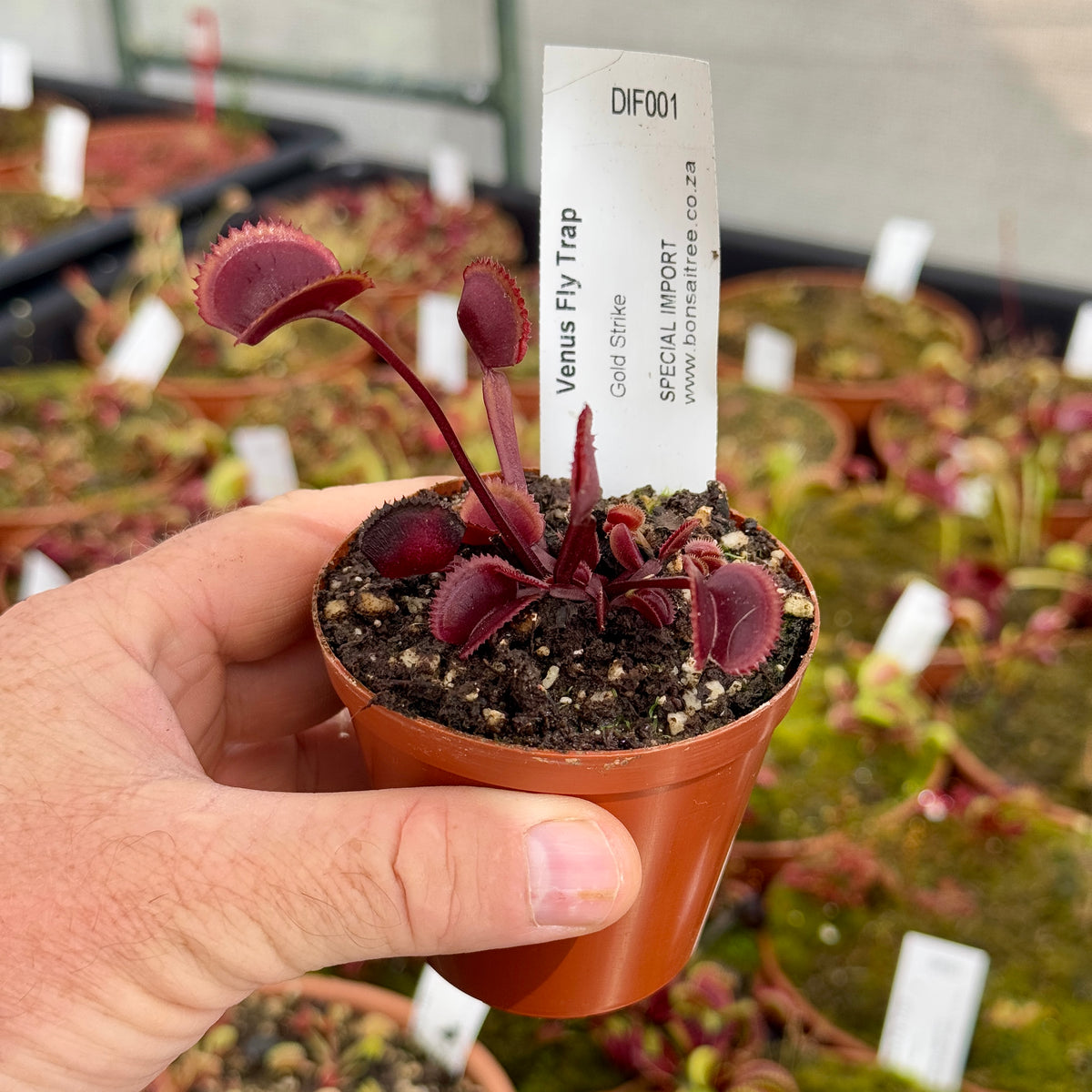 Venus Fly Trap, 'Gold Strike.' Special Import. - 2 year old plant. 7.5cm plastic container. - Carnivorous Plant