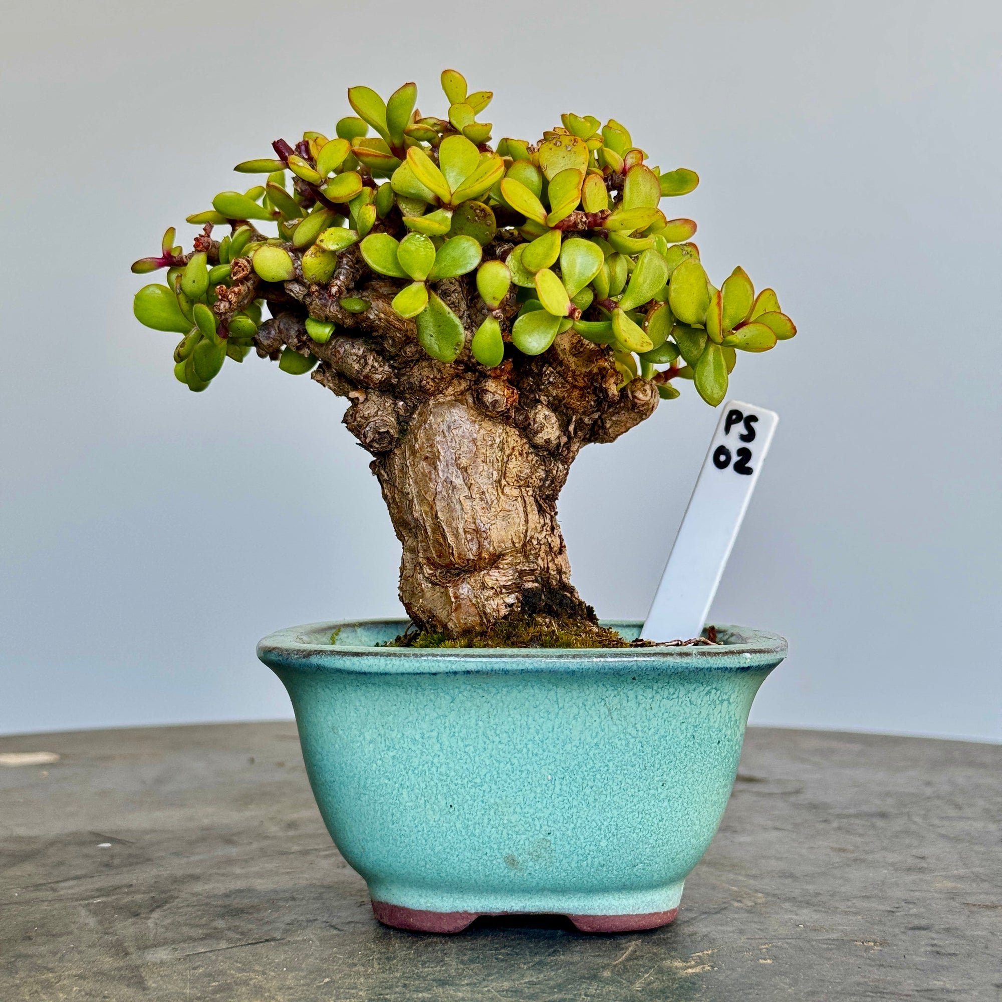 Portulacaria afra "Spekboom" - PS02, 140mm(L) x 120mm(D) x 160mm(H) - Trees