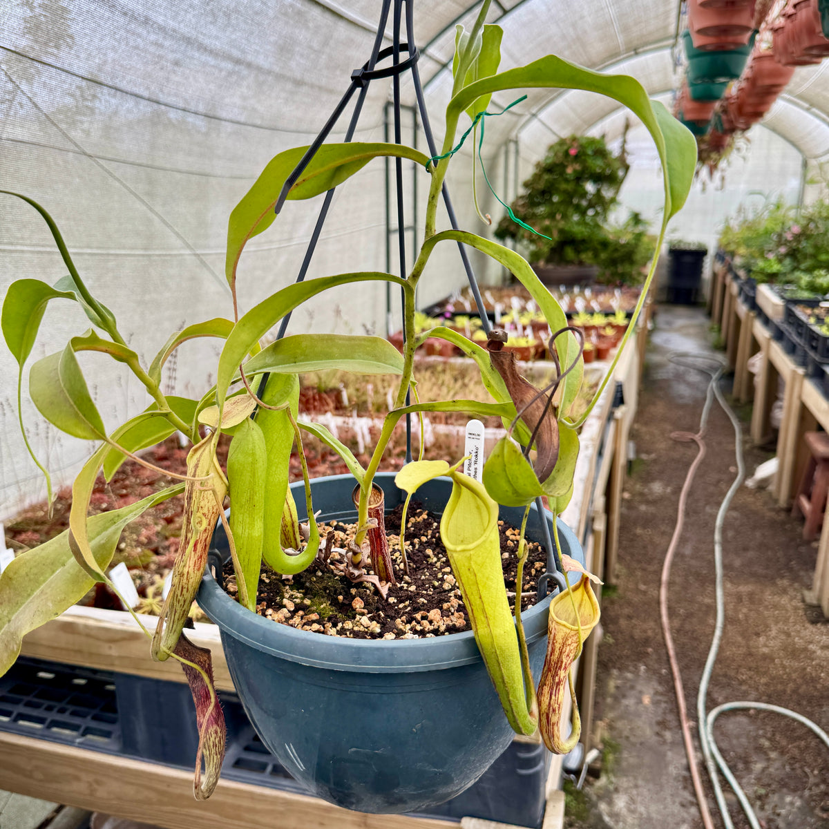 Tropical Pitcher, Nepenthes “Rokko” by Nepenthes