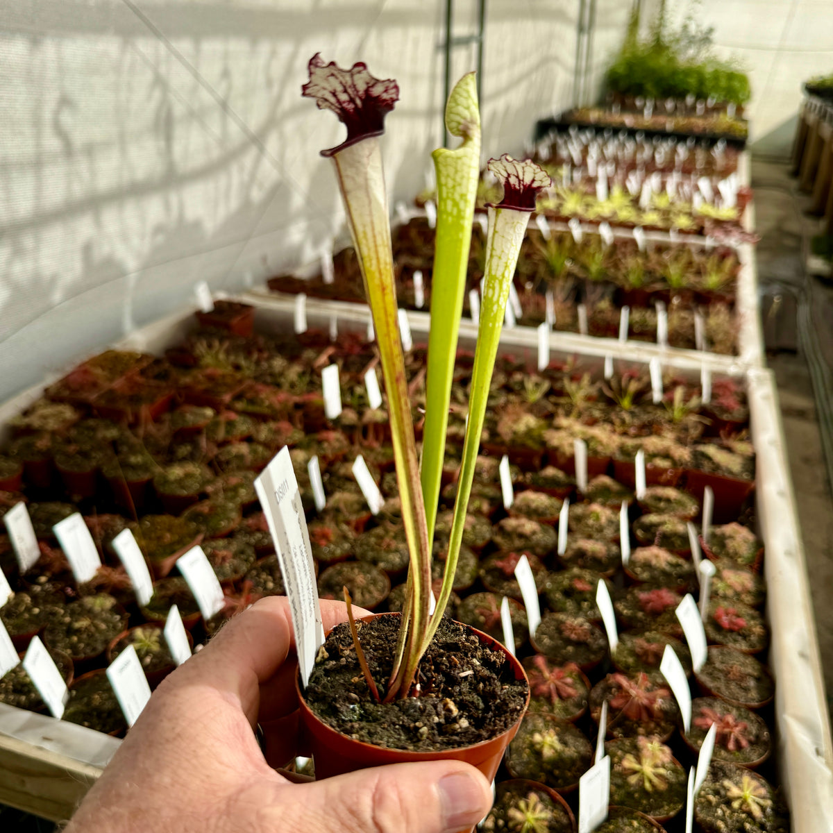 Trumpet Pitcher, Sarracenia 'Painted Black.' Special Import. by Sarracenia