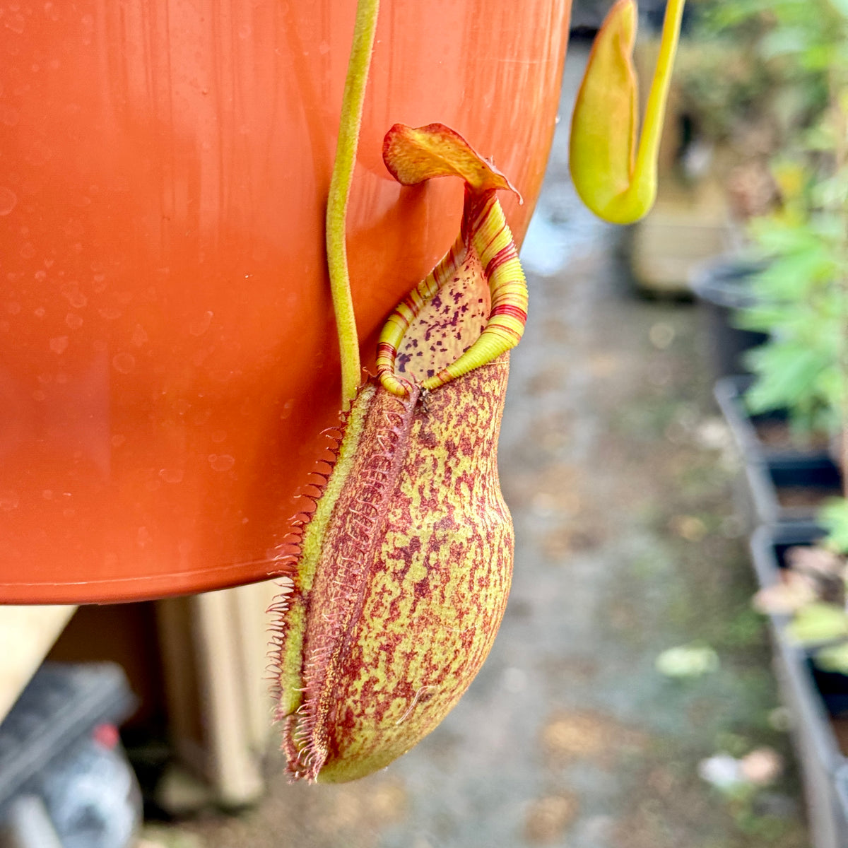 Tropical Pitcher, Nepenthes 'spathulata x spectabilis,' BE-3314 - - Carnivorous Plant