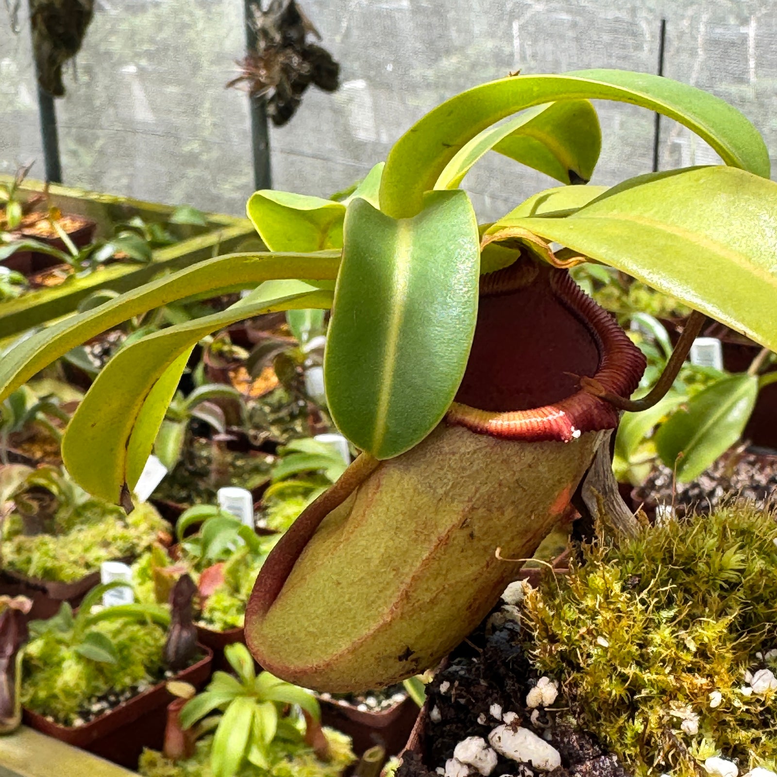 Tropical Pitcher, Nepenthes 'campanulata x ventricosa’ by Nepenthes