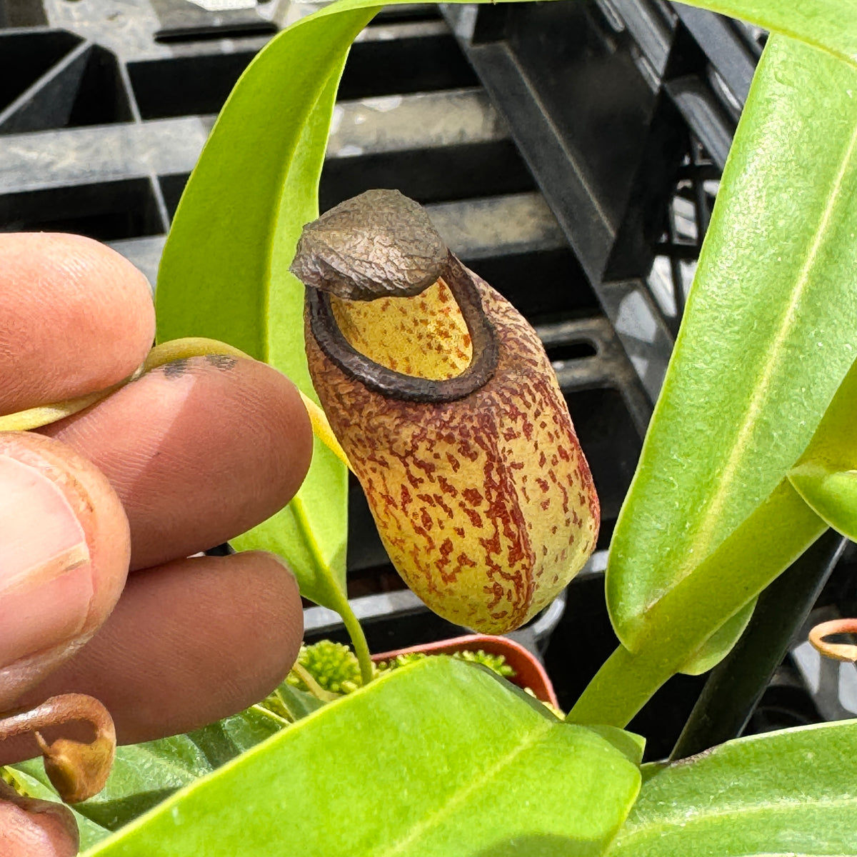 Tropical Pitcher, Nepenthes 'aristolochioides x ventricosa,' BE-3447 by Nepenthes
