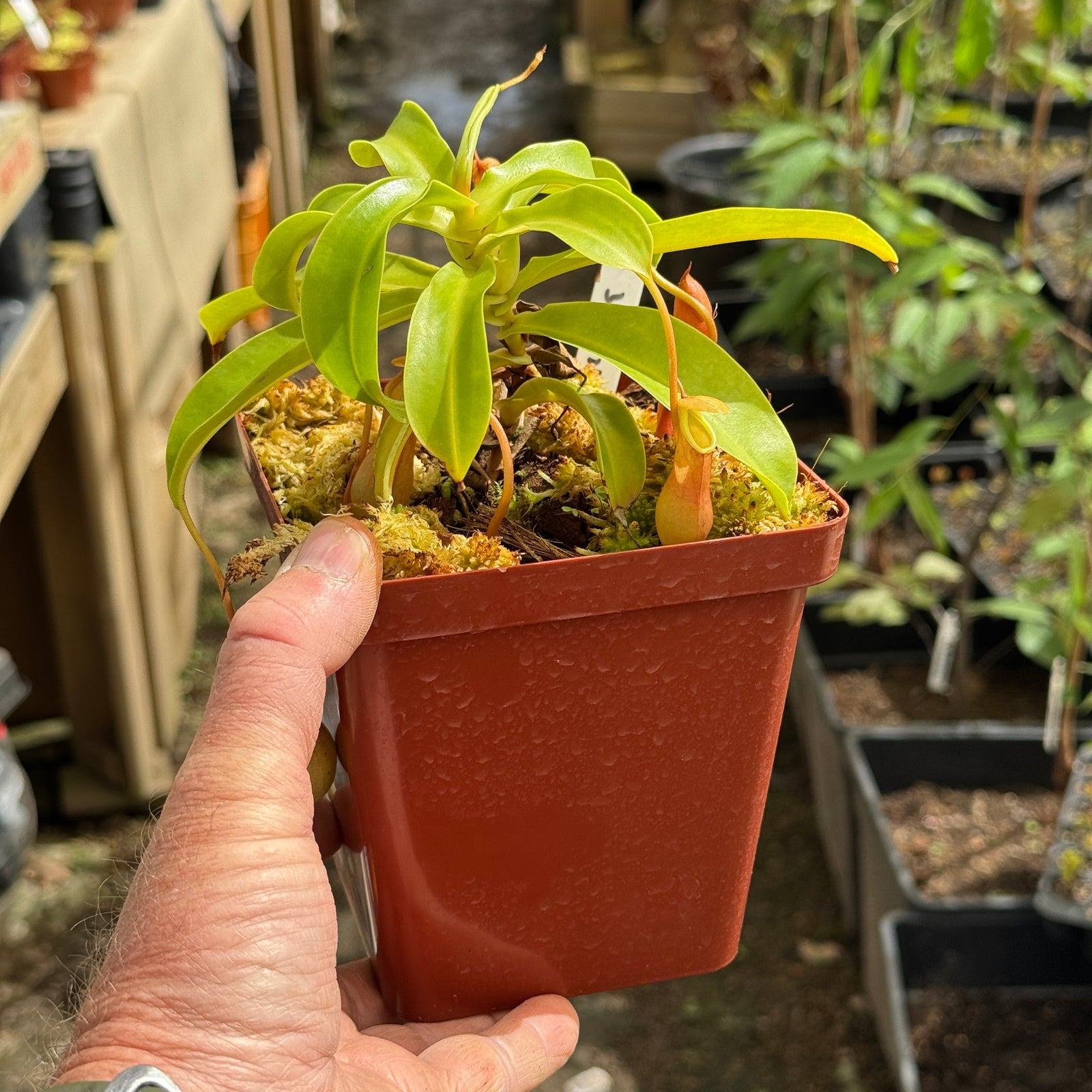 Tropical Pitcher, Nepenthes 'Ventrata' - Large plant in 12cm plastic pot - Carnivorous Plant