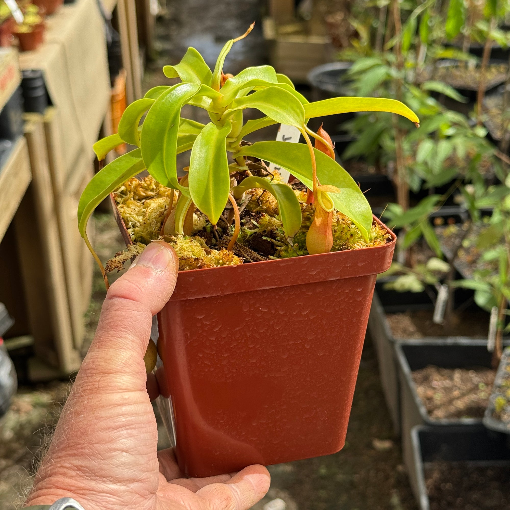 Tropical Pitcher, Nepenthes 'Ventrata' - Large plant in 12cm plastic pot - Carnivorous Plant