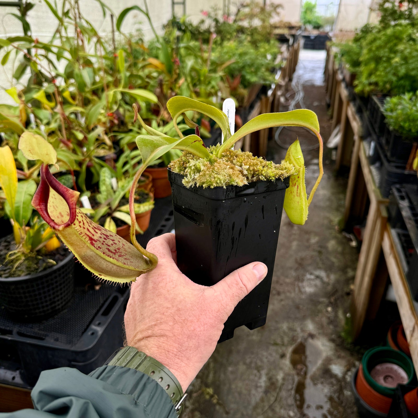 Tropical Pitcher, Nepenthes 'spathulata x platychilla,' BE-3945 by Nepenthes