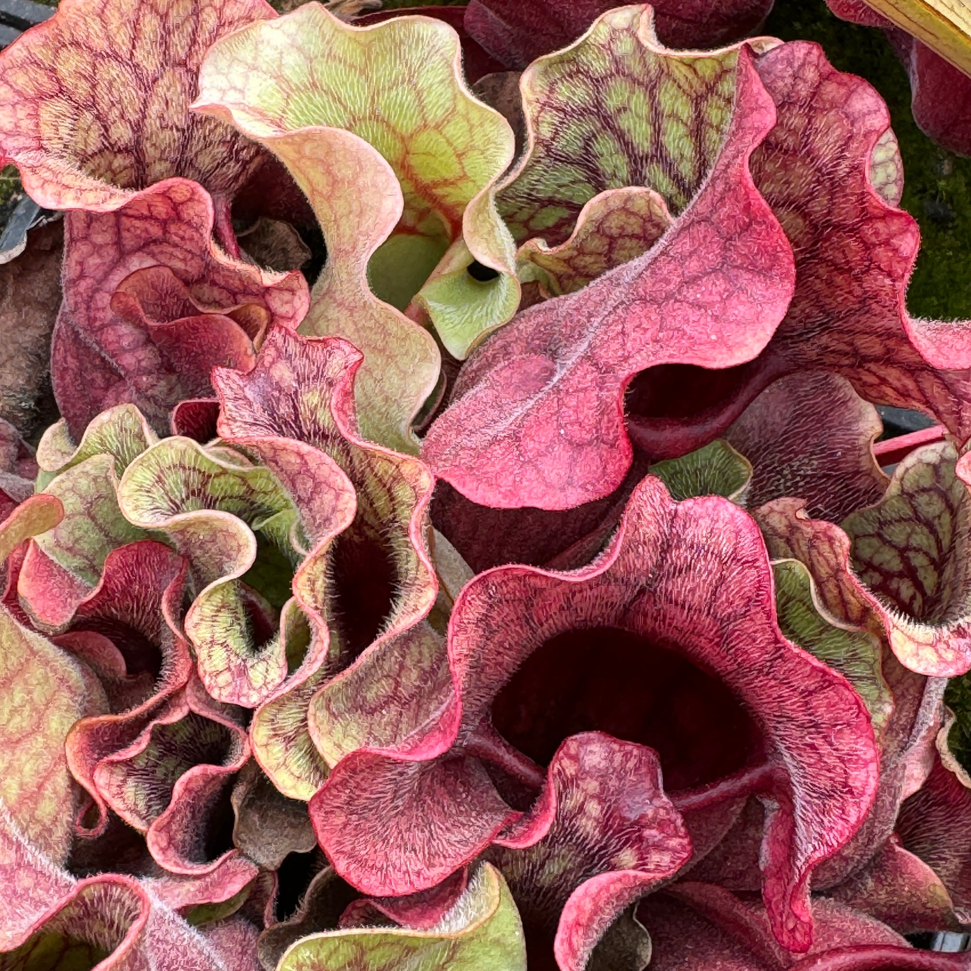 Trumpet Pitcher, Sarracenia 'Nomalizo' -   - Carnivorous Plant