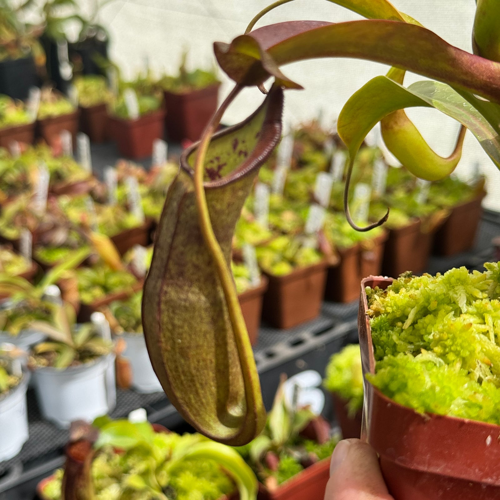 Tropical Pitcher, Nepenthes 'Ramispina x Robcantleyi' by Nepenthes