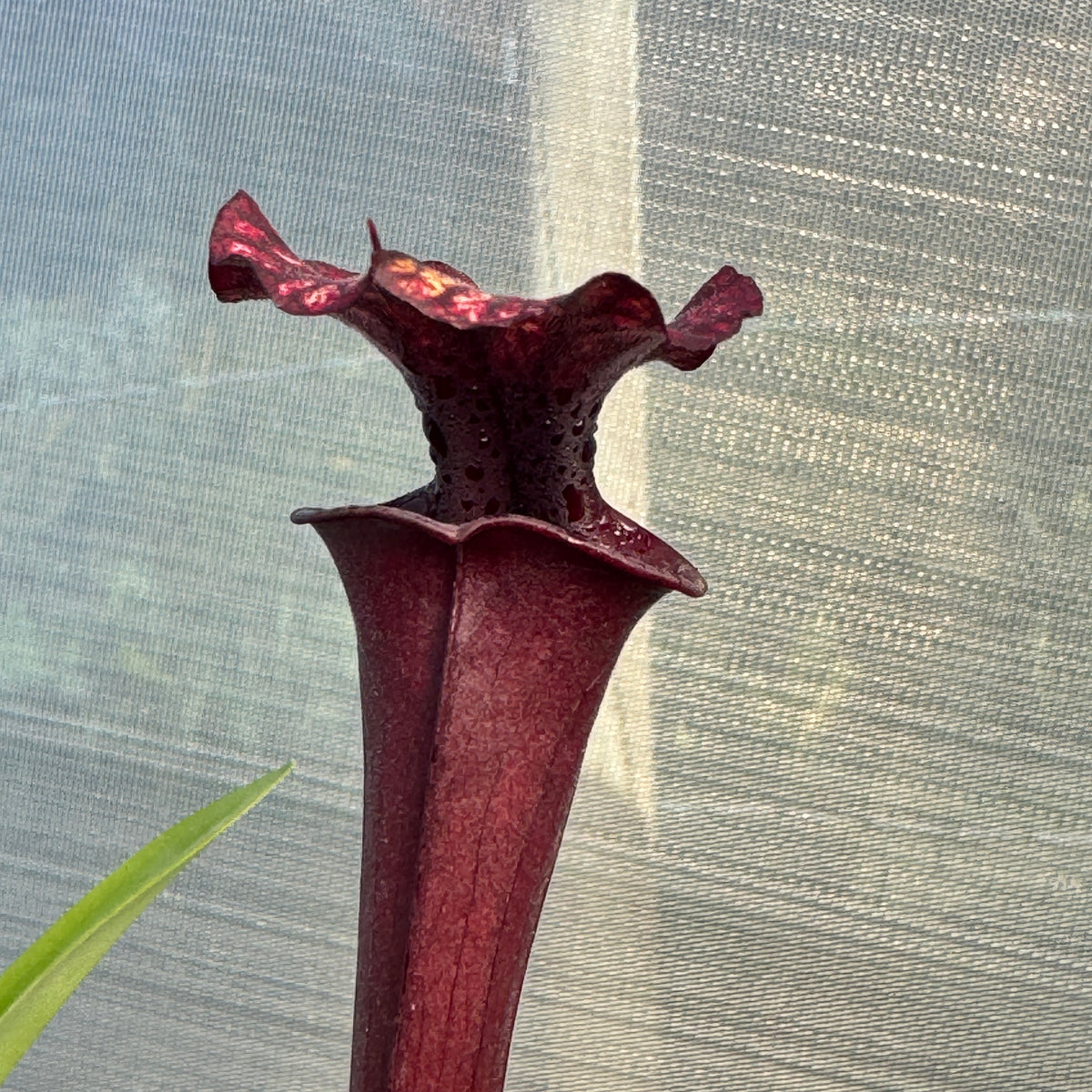 Trumpet Pitcher, Sarracenia 'Acqerello.' Special Import. - - Carnivorous Plant