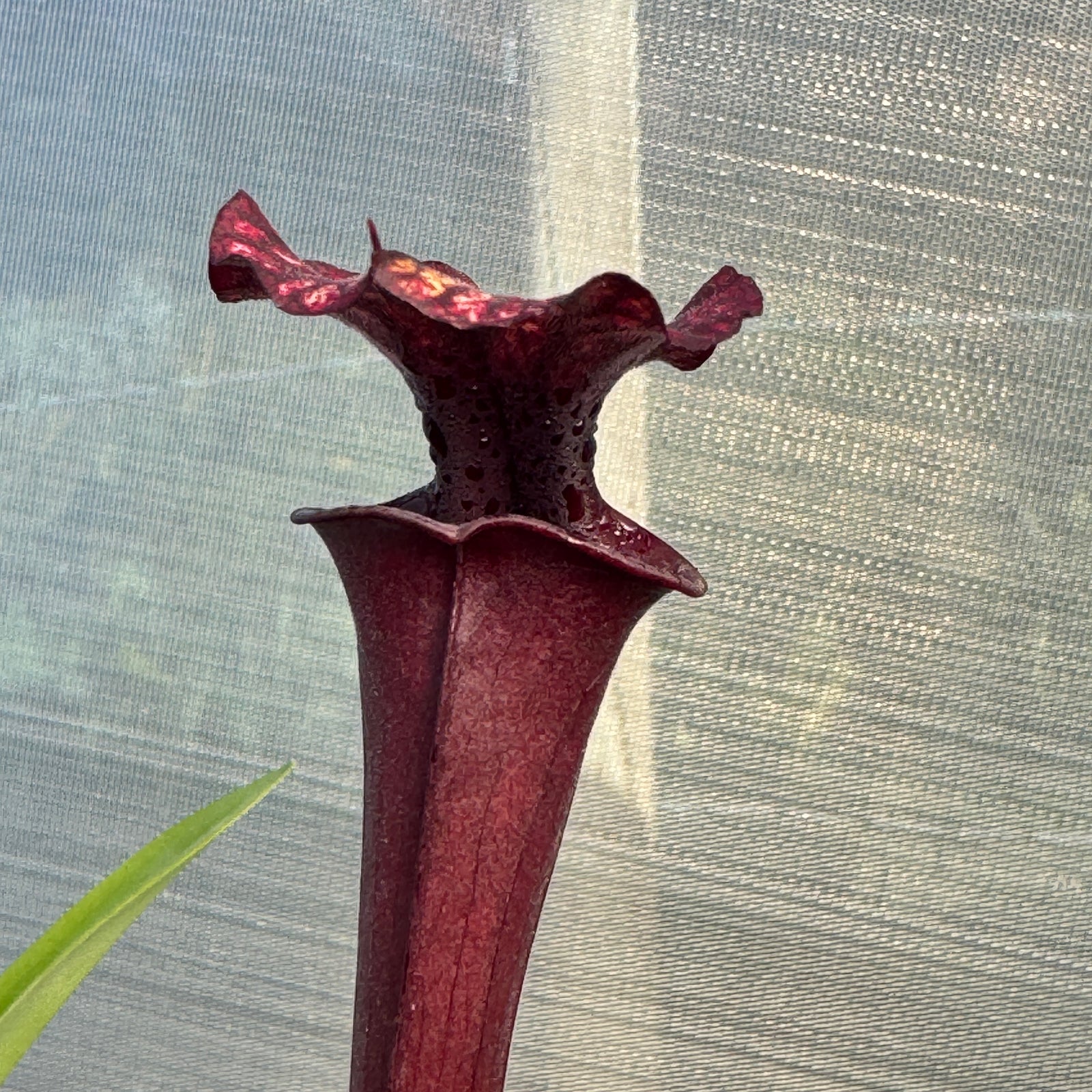 Trumpet Pitcher, Sarracenia 'Acqerello.' Special Import. - - Carnivorous Plant