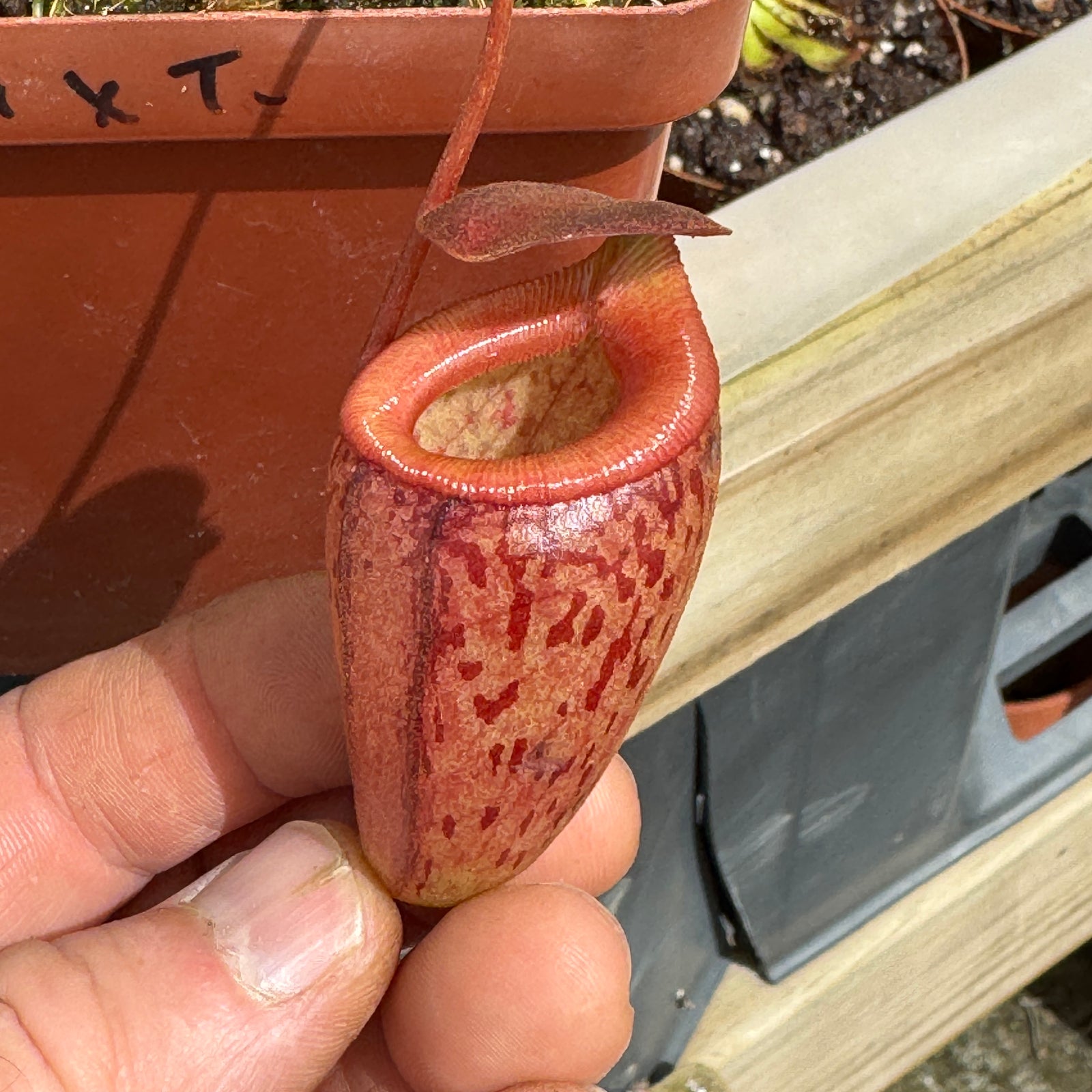 Tropical Pitcher, Nepenthes 'mira x tenius,' BE-4070 by Nepenthes