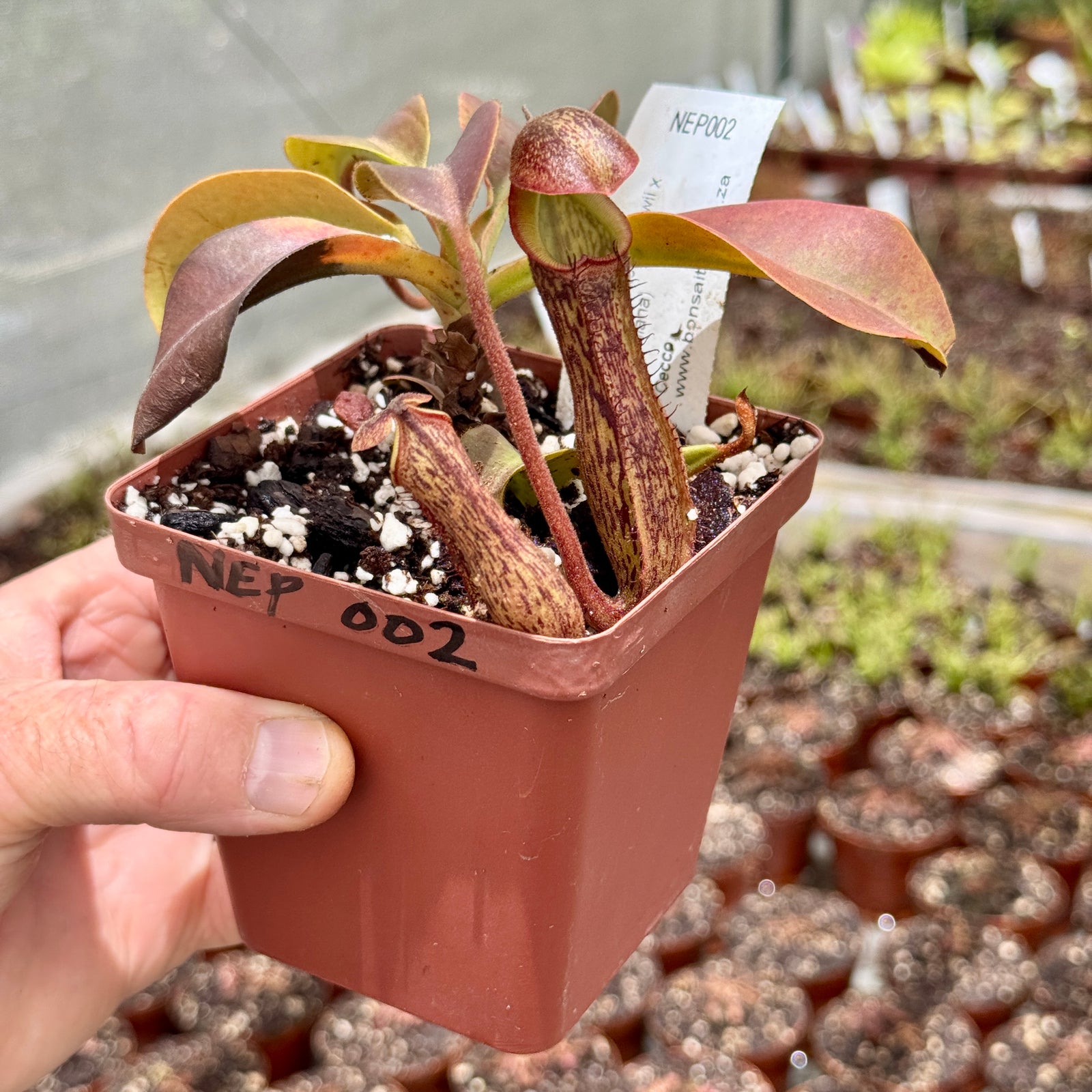 Tropical Pitcher, Nepenthes 'Cecco' by Nepenthes