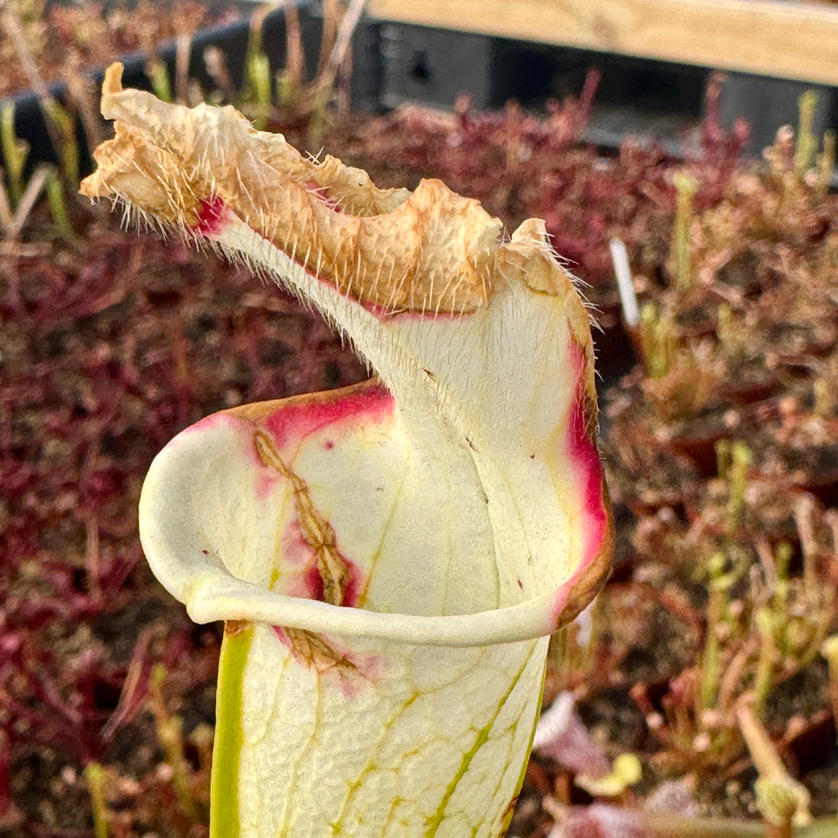 Trumpet Pitcher, Sarracenia 'Alba DFL08.' Special Import. by Sarracenia