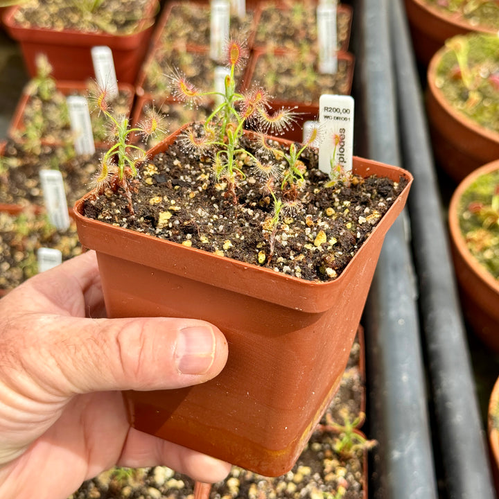 Sundew, Drosera scorpiodes by Wallies Carnies
