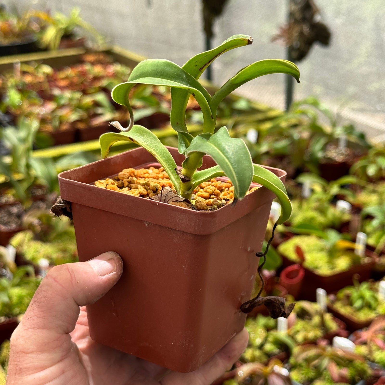 Tropical Pitcher, Nepenthes 'talangensis', seed grown. - Small - Carnivorous Plant