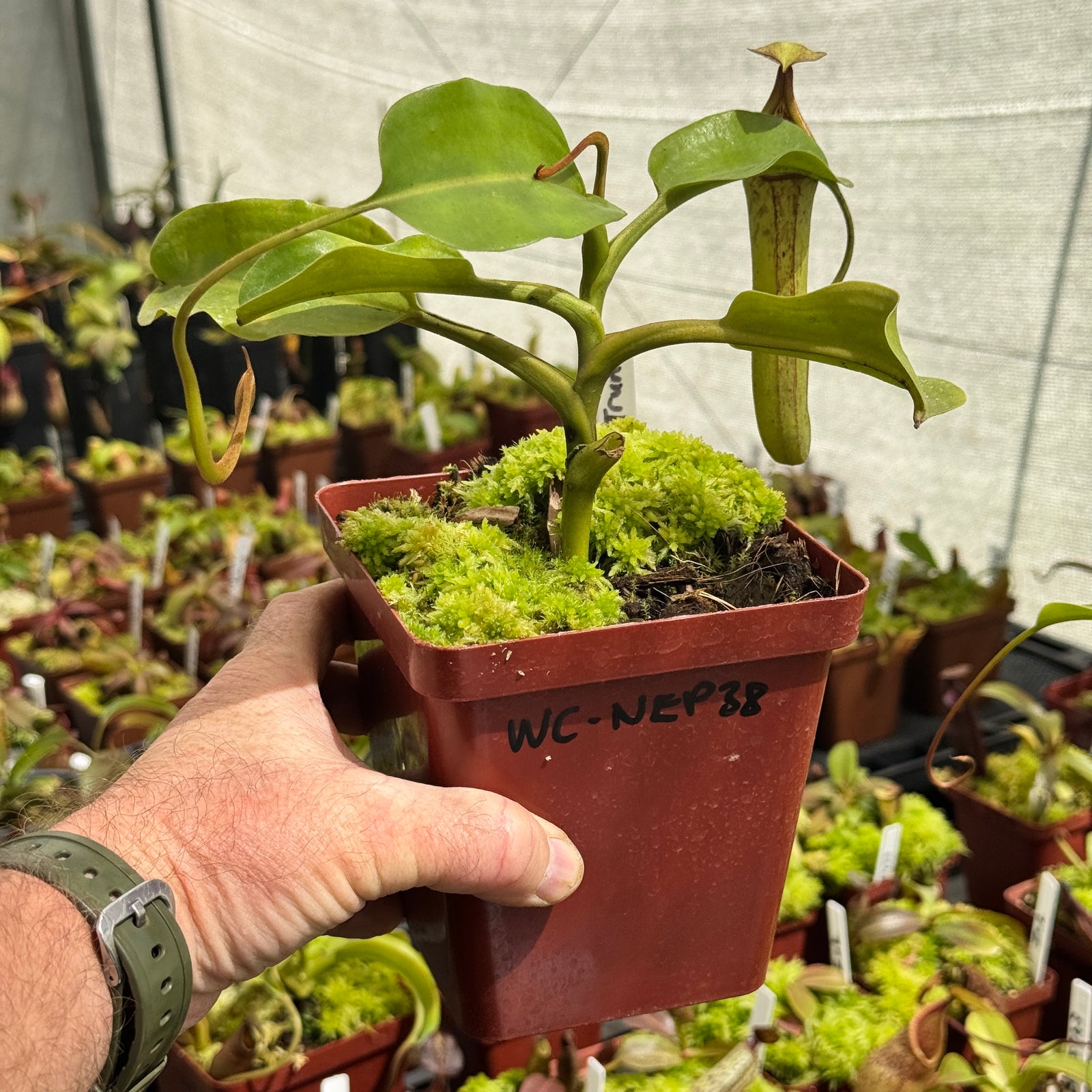 Tropical Pitcher, Nepenthes 'Maxima x Truncata' by Nepenthes