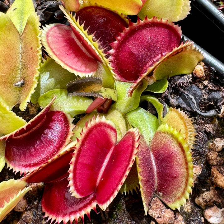 Venus Fly Trap, 'UK Sawtooth.' Special Import. by Venus Fly Trap