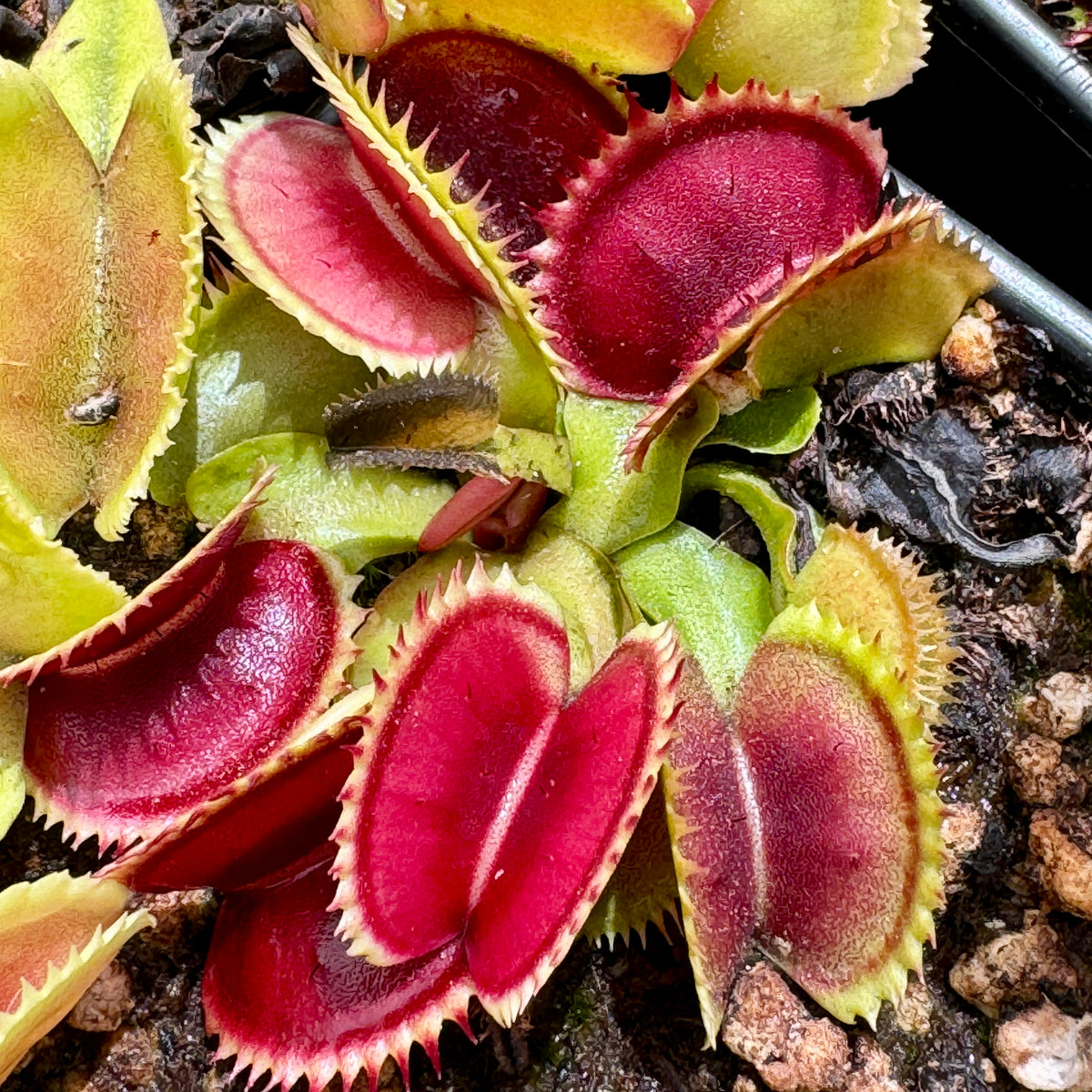 Venus Fly Trap, 'UK Sawtooth.' Special Import. by Venus Fly Trap