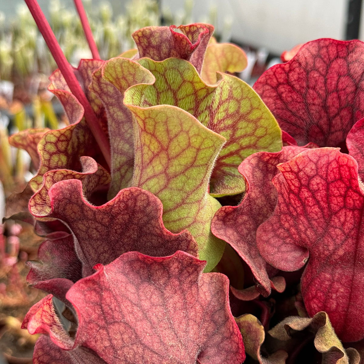 Trumpet Pitcher, Sarracenia 'Nomalizo' -   - Carnivorous Plant