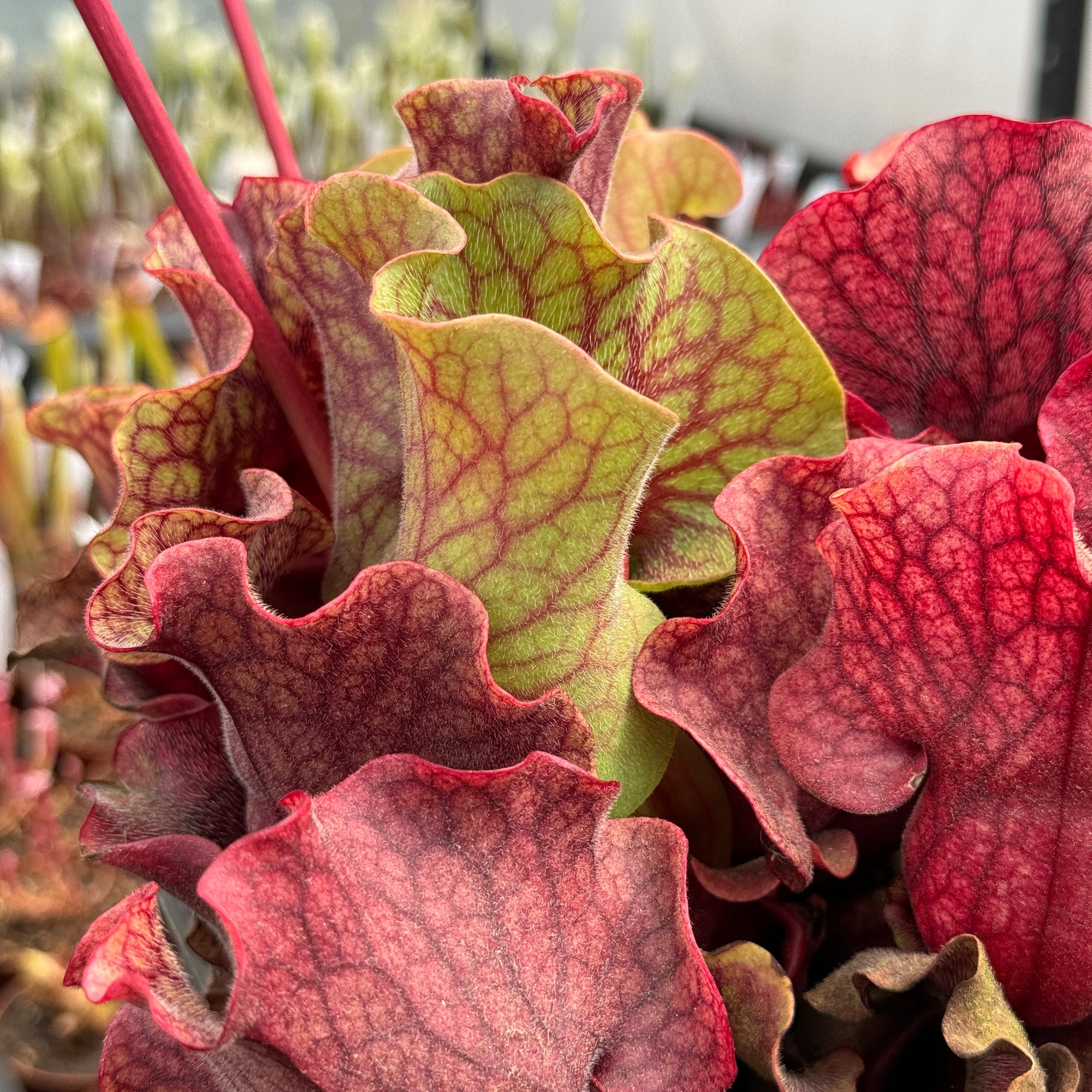 Trumpet Pitcher, Sarracenia 'Nomalizo' -   - Carnivorous Plant