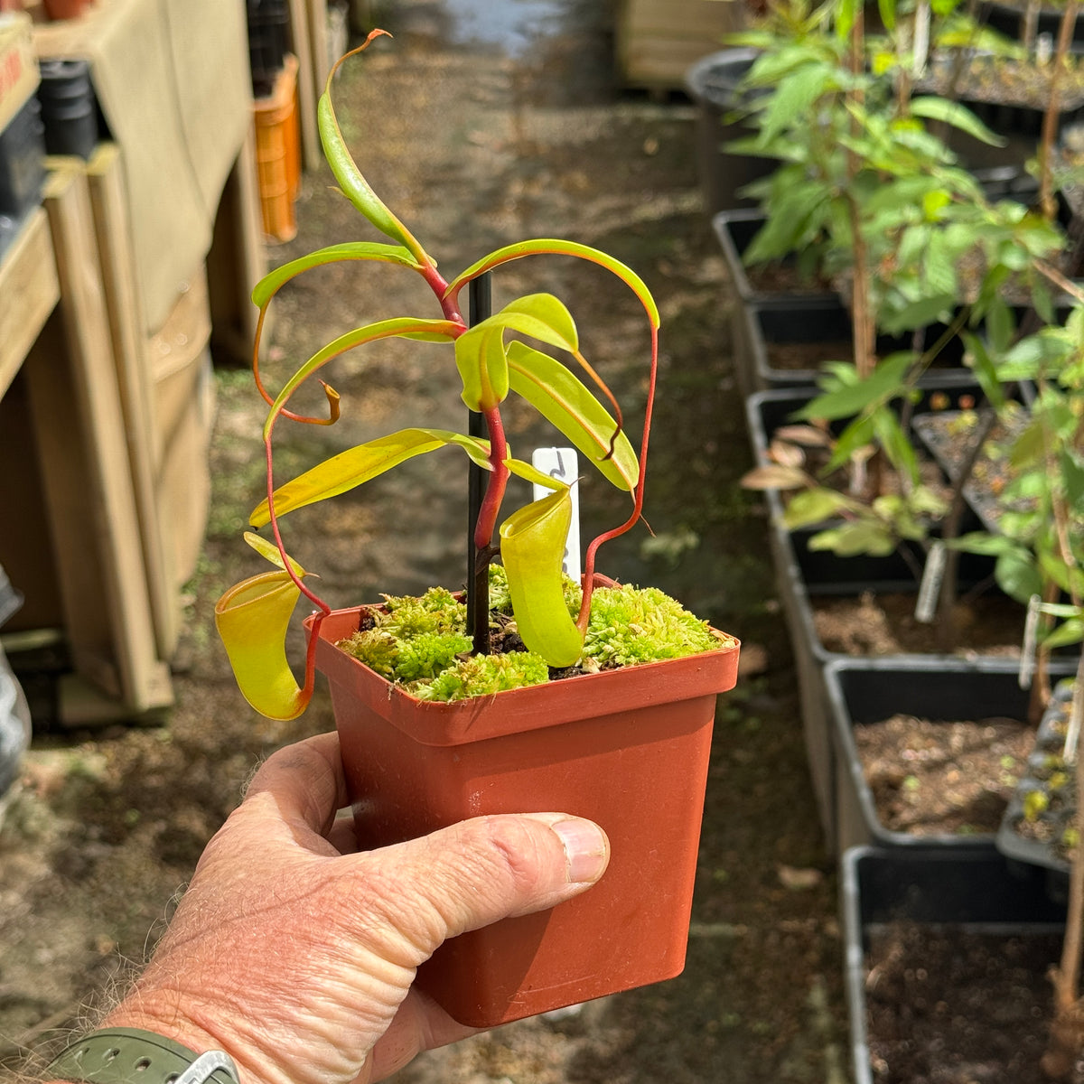 Tropical Pitcher, Nepenthes 'ventricosa x dubia,' BE-3742 - - Carnivorous Plant