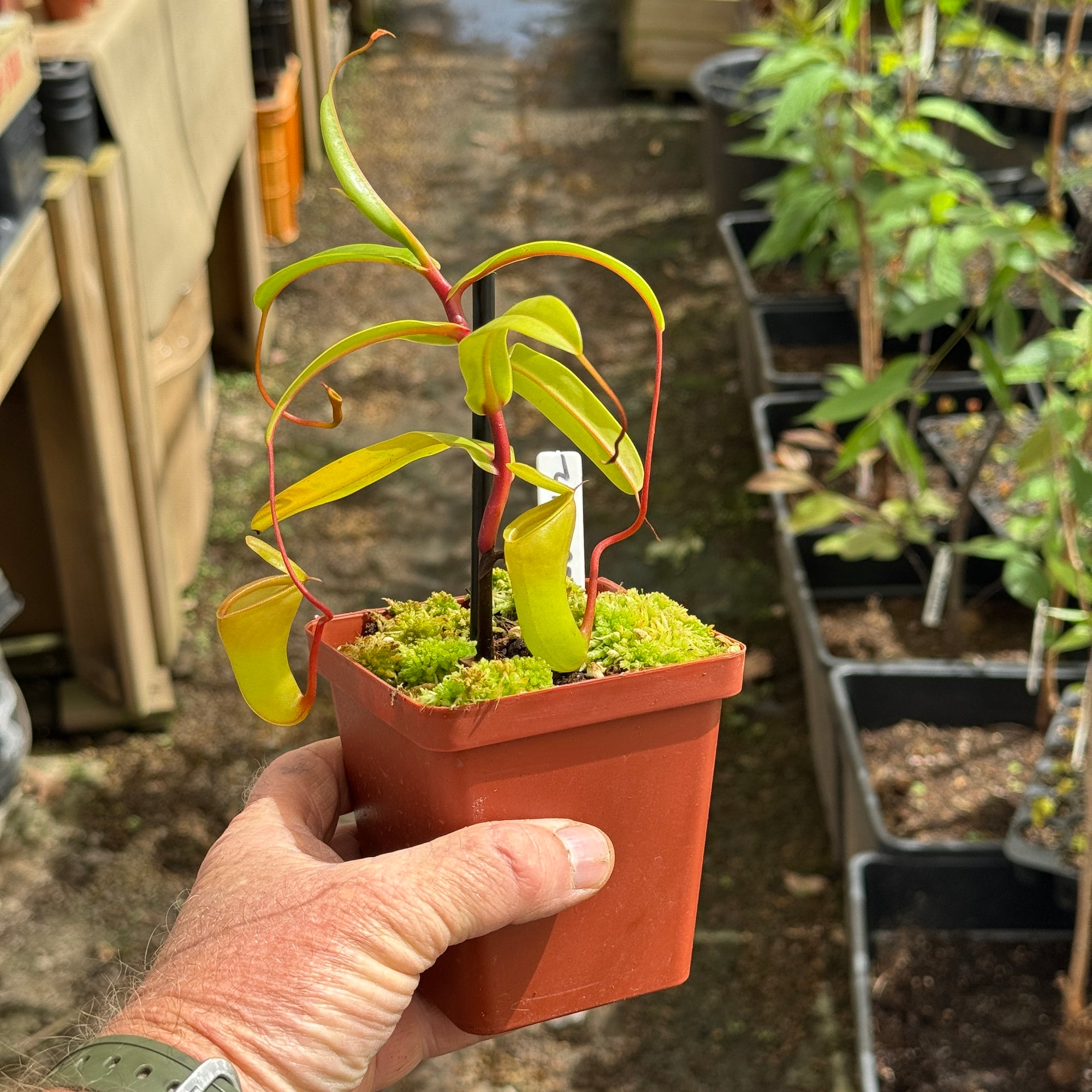 Tropical Pitcher, Nepenthes 'ventricosa x dubia,' BE-3742 - - Carnivorous Plant