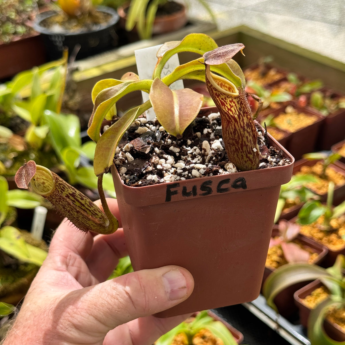 Tropical Pitcher, Nepenthes 'fusca' by Nepenthes