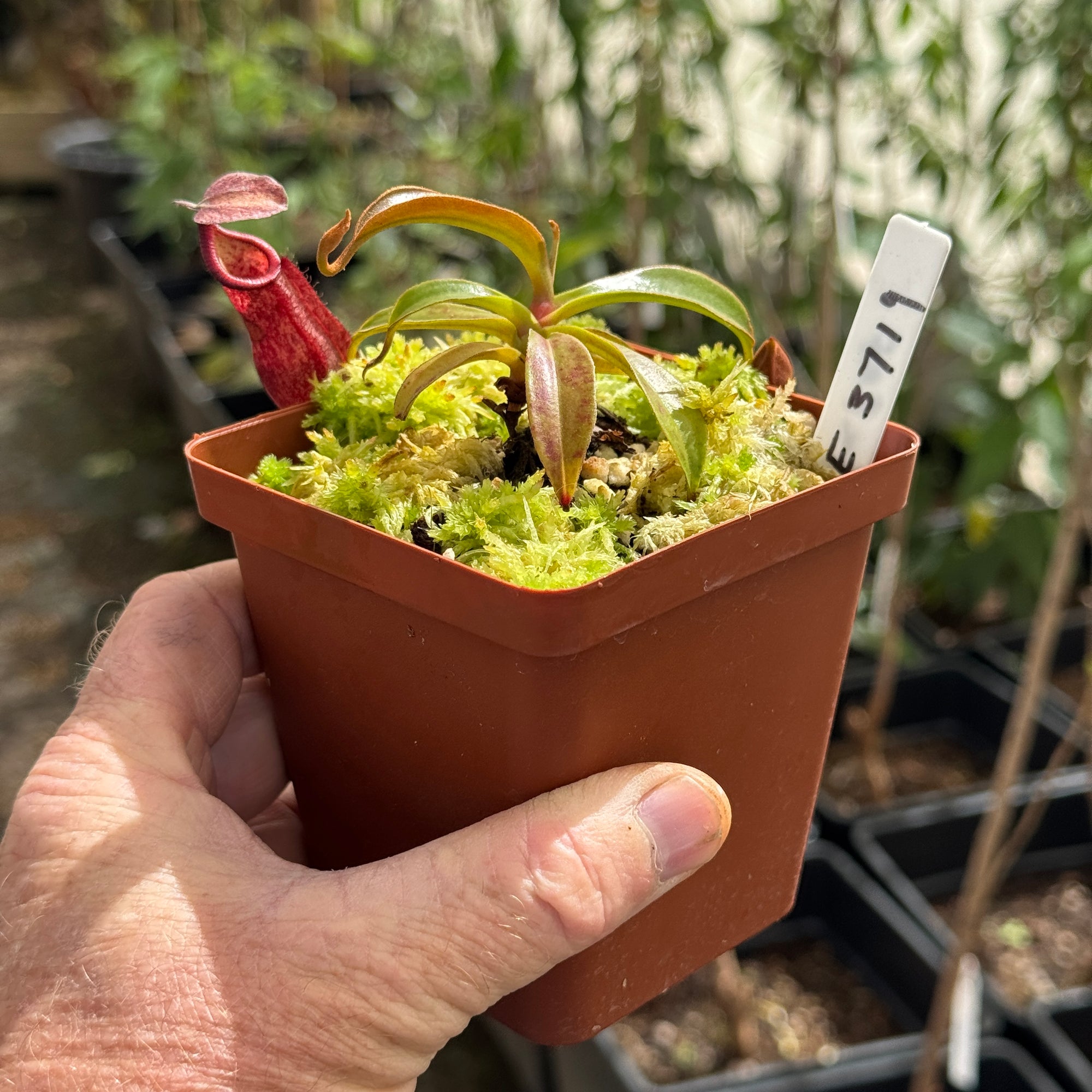 Tropical Pitcher, Nepenthes 'densiflora x rafflesiana', BE-3719 - - Carnivorous Plant