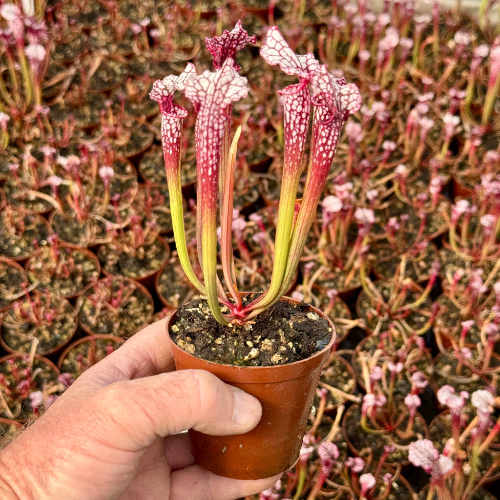 Trumpet Pitcher, Sarracenia moorei ‘Timothy king’ H225 MK x moorei [Conecuh, Covington Co] SXM54 AC #3 by Sarracenia