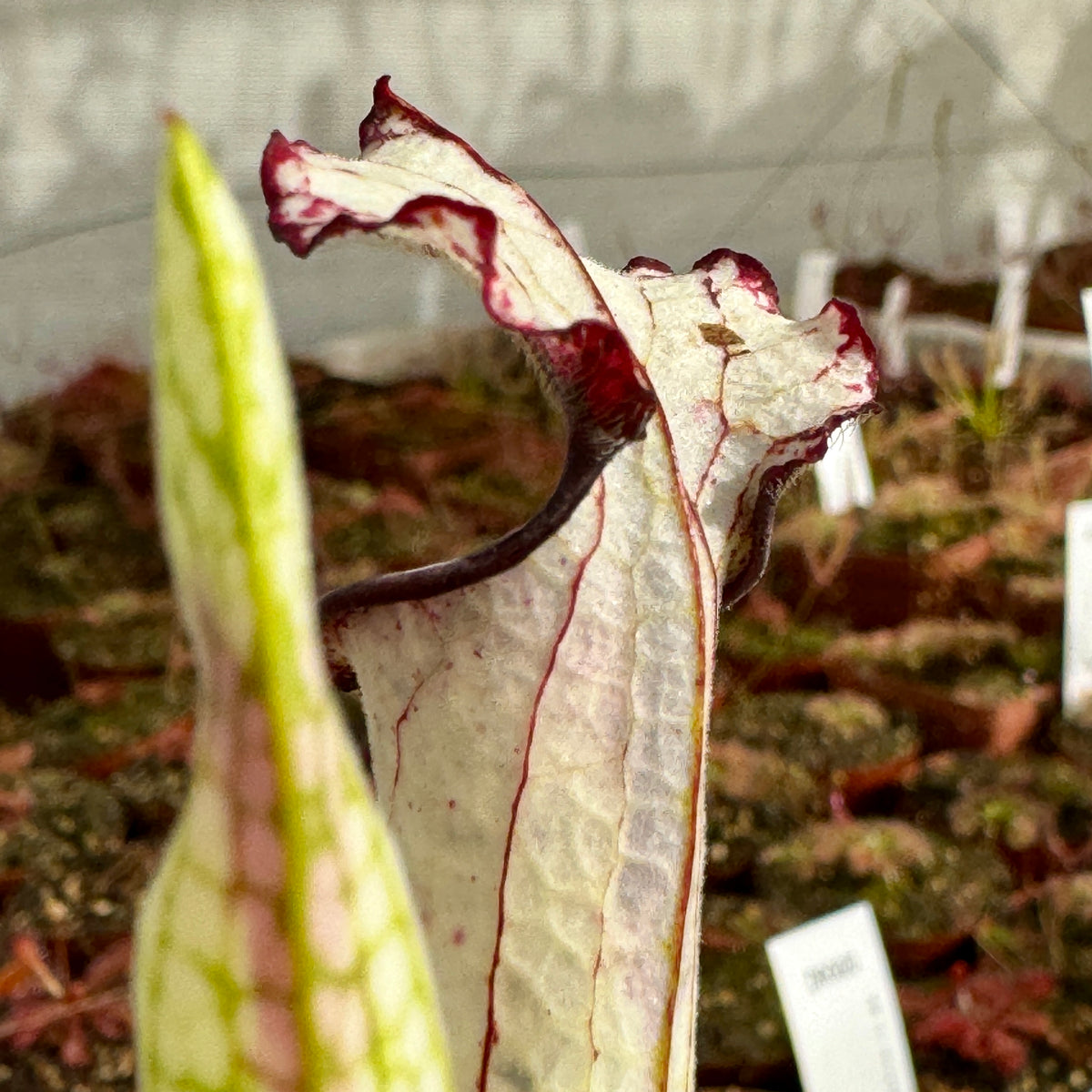 Trumpet Pitcher, Sarracenia 'Painted Black.' Special Import. by Sarracenia