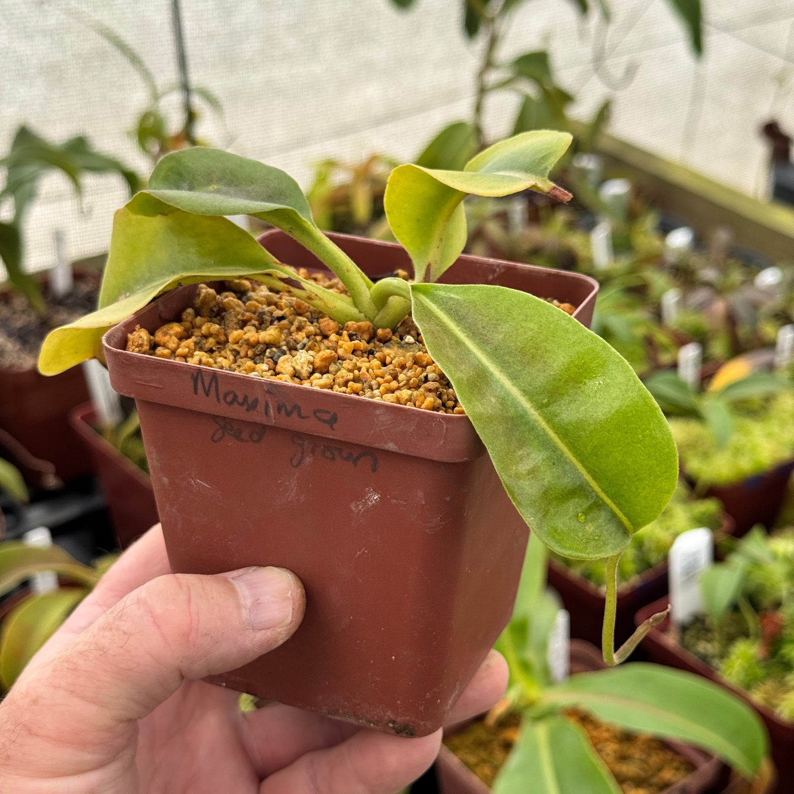Tropical Pitcher, Nepenthes 'maxima,' seed grown. by Nepenthes