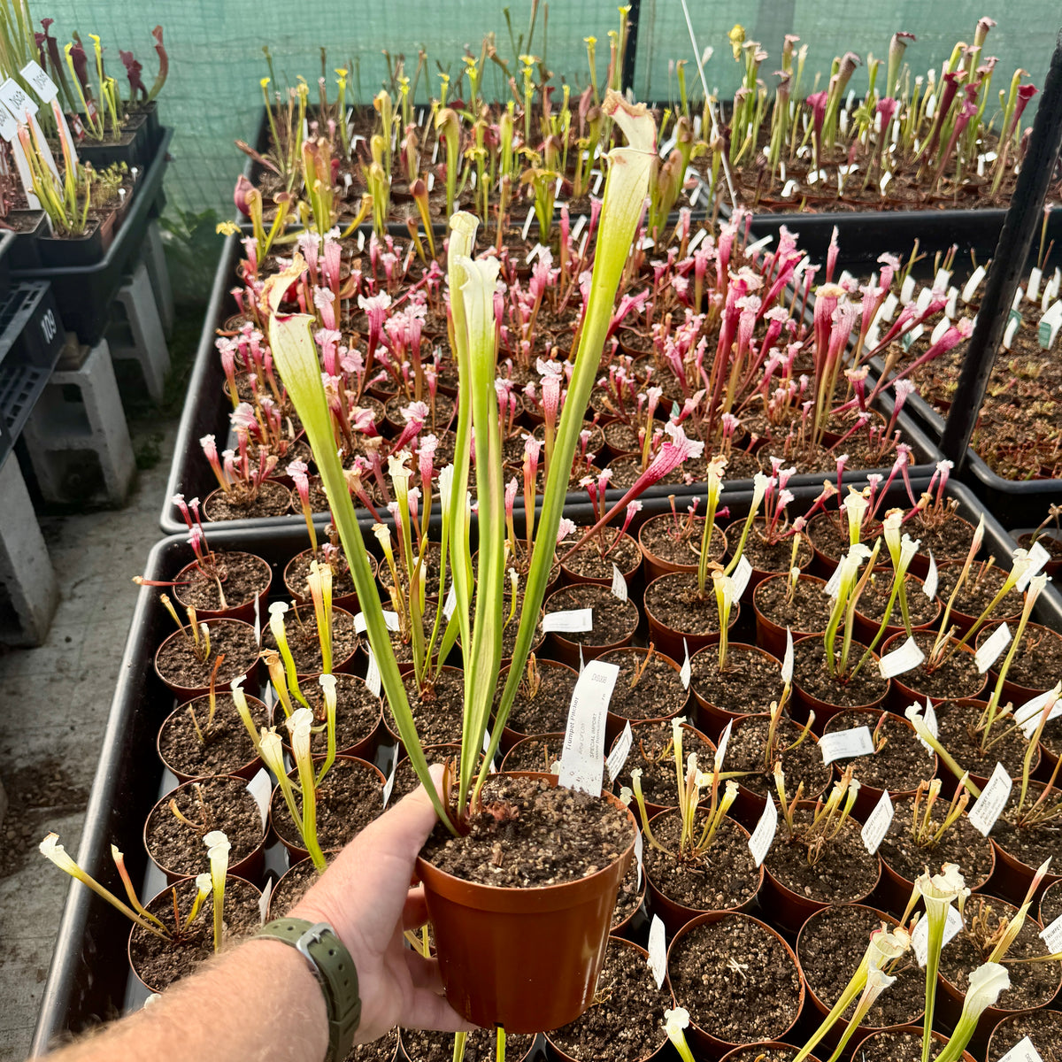 Trumpet Pitcher, Sarracenia 'Alba DFL08.' Special Import. - Medium to Large plant. 12cm plastic container. - Carnivorous Plant
