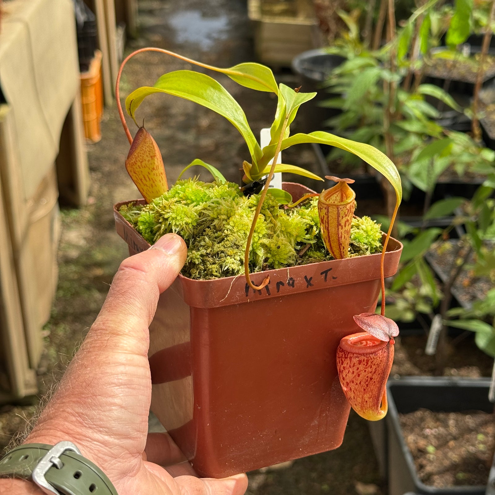 Tropical Pitcher, Nepenthes 'mira x tenius,' BE-4070 by Nepenthes