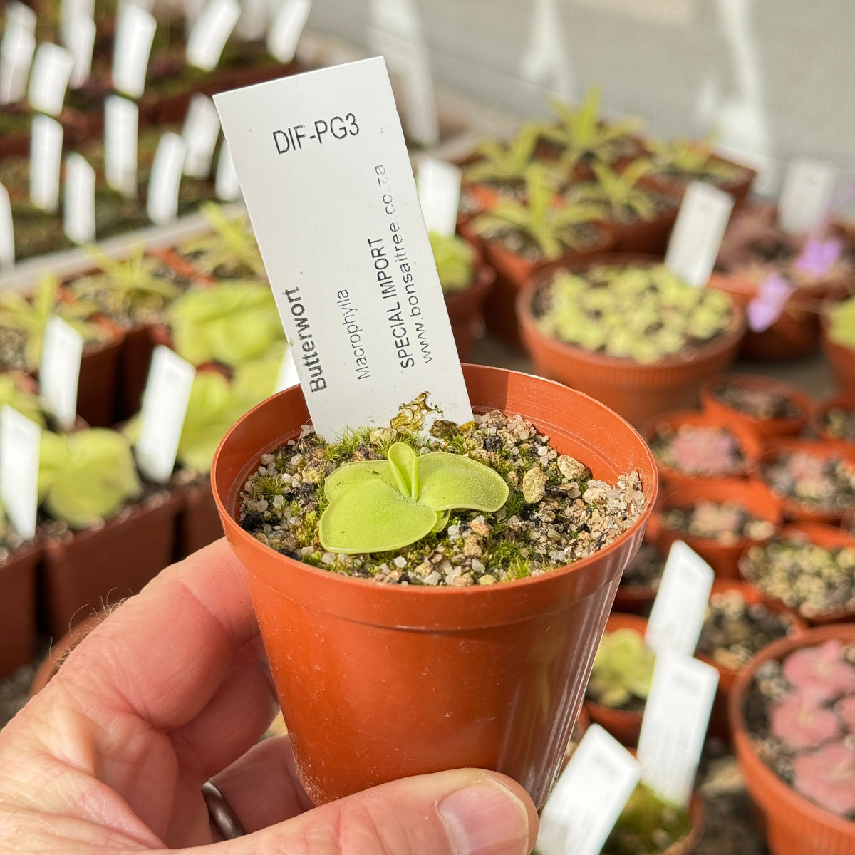 Butterwort, Pinguicula 'Macrophylla.' Special Import by Diflora