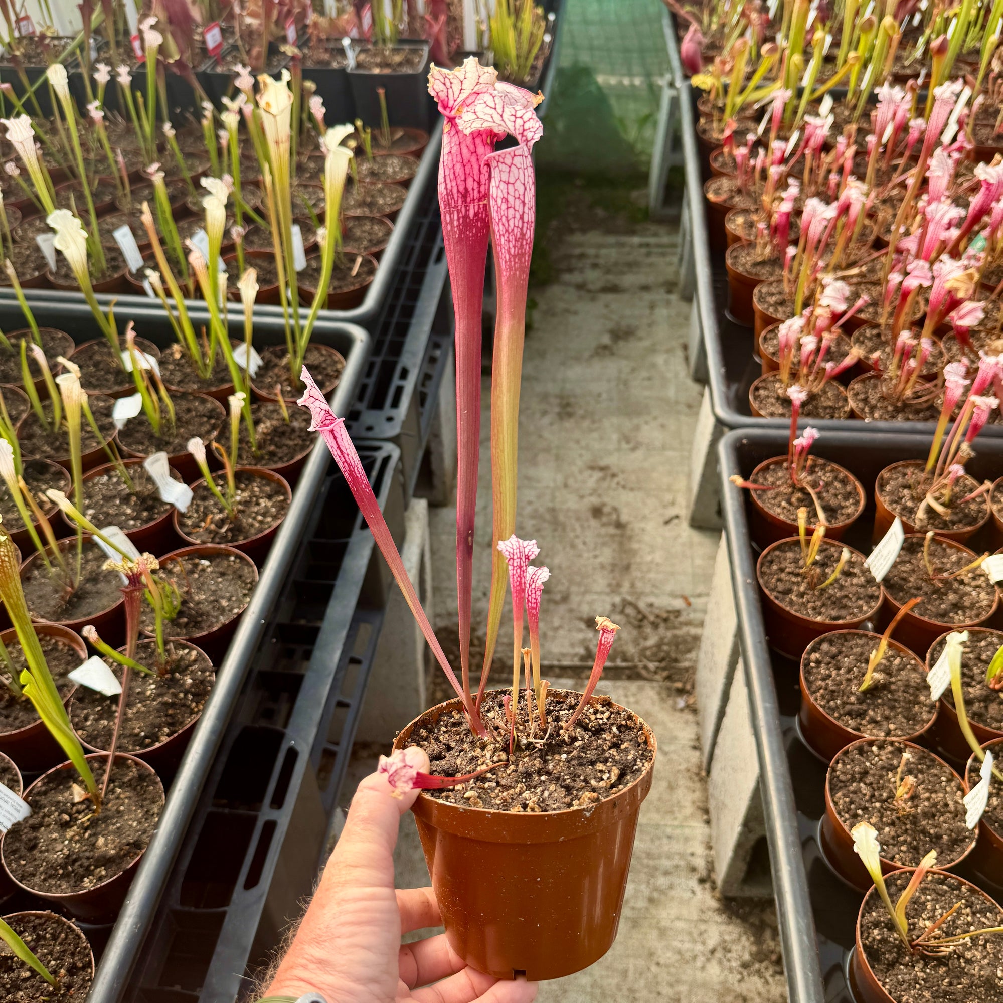 Trumpet Pitcher, Sarracenia 'Leucophylla L18MK x Pink Thing #8.' Special Import.