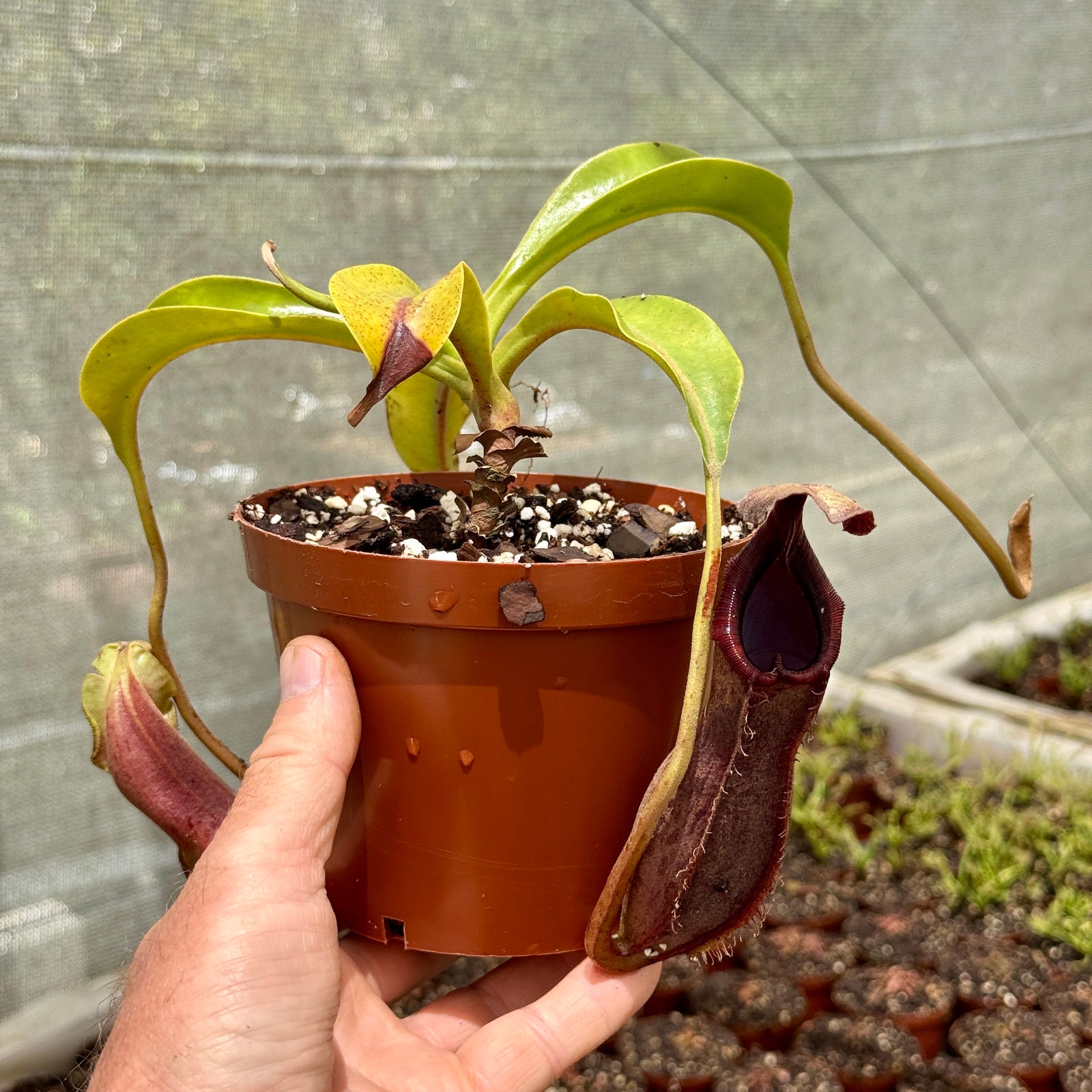 Tropical Pitcher, Nepenthes 'Mr Smee' - 10-20cm leaf span in 12cm plastic pot - Carnivorous Plant