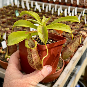 Tropical Pitcher, Nepenthes 'spathulata x spectabilis' -   - Carnivorous Plant