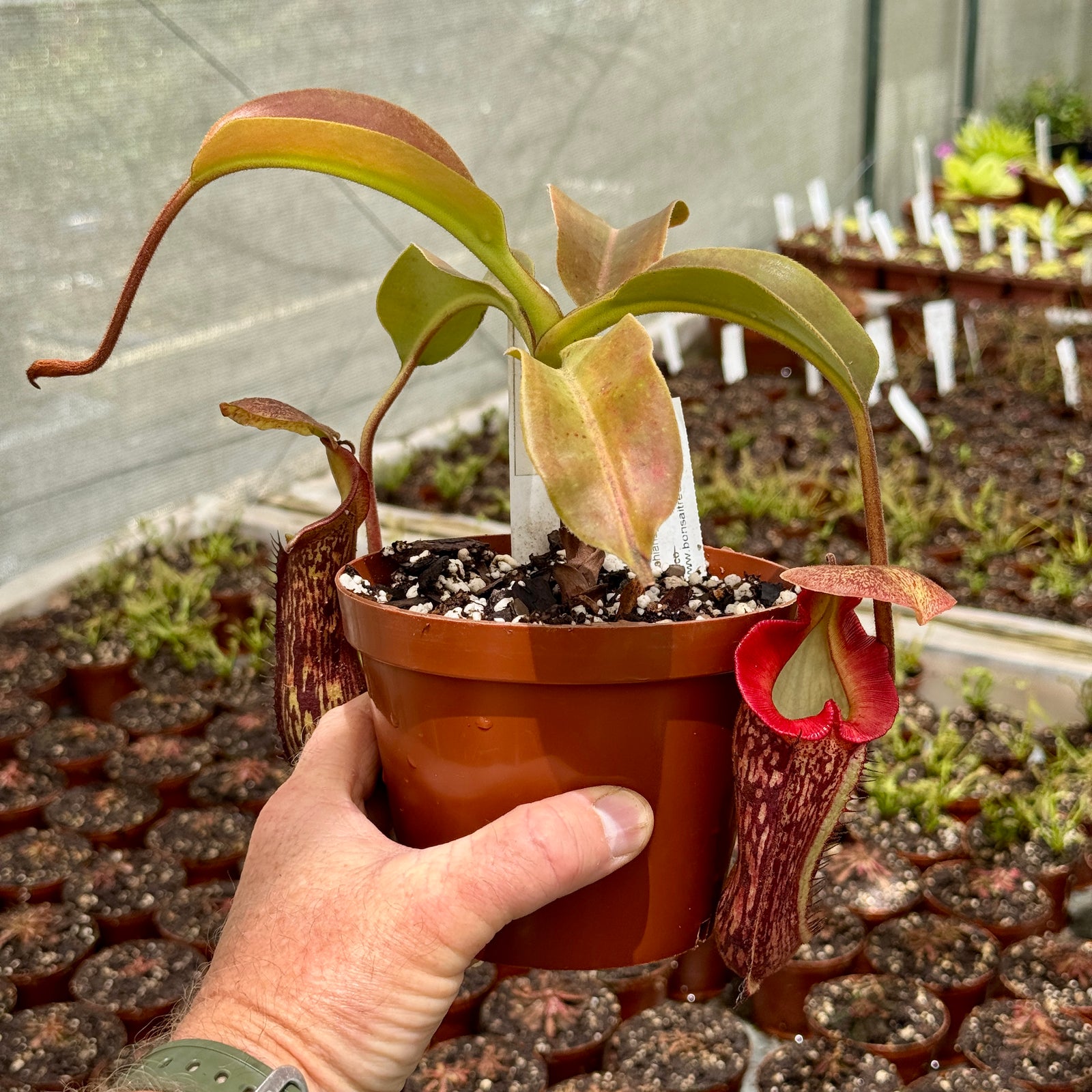 Tropical Pitcher, Nepenthes 'Cecco' by Nepenthes