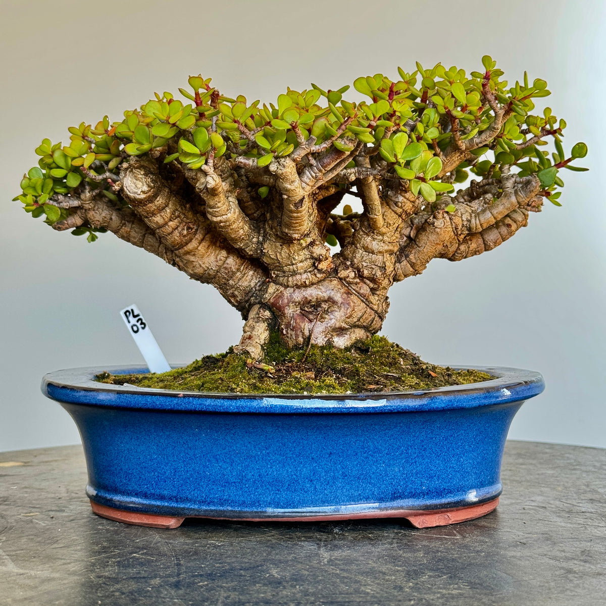 Portulacaria afra "Spekboom" - PL03, 300mm(L) x 220mm(D) x 220mm(H) - Trees