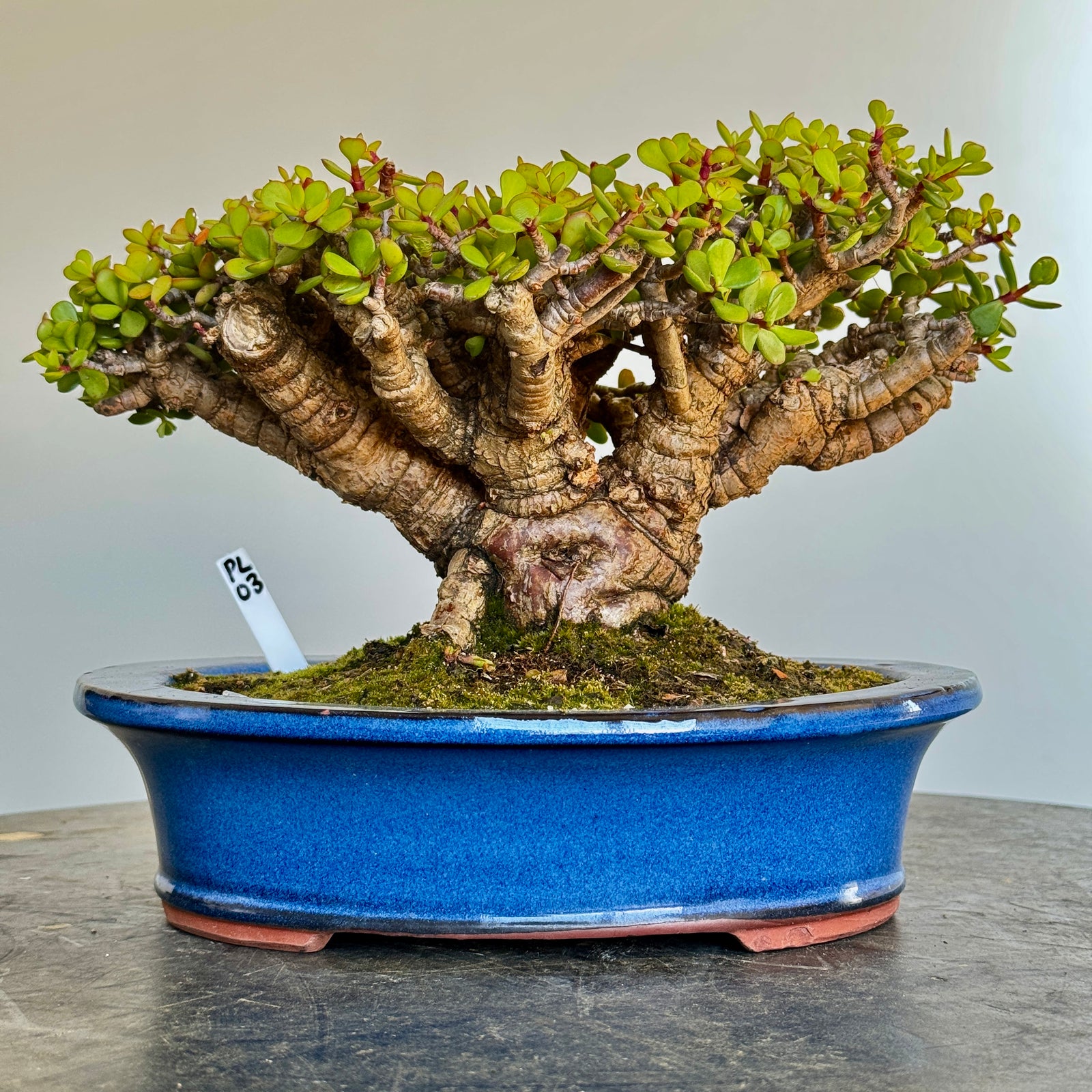 Portulacaria afra "Spekboom" - PL03, 300mm(L) x 220mm(D) x 220mm(H) - Trees