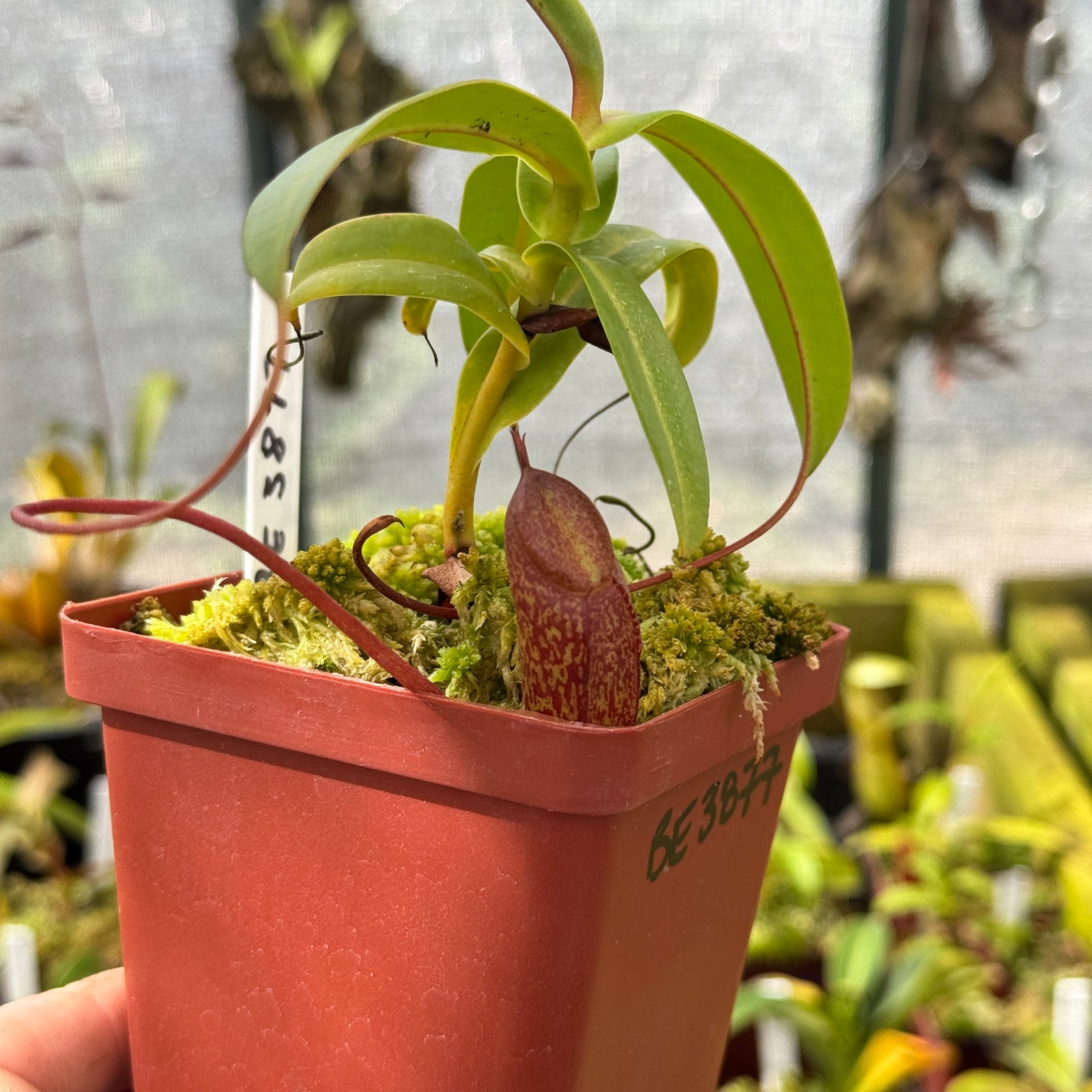 Tropical Pitcher, Nepenthes 'merrilliana x aristolochioides,' BE-3877 by Nepenthes