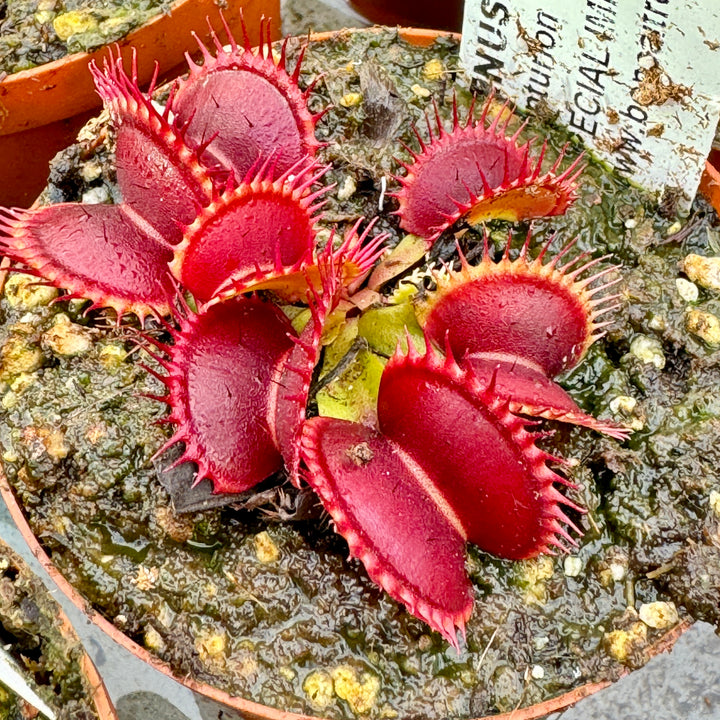 Venus Fly Trap, 'Centurion.' Special Import. by Venus Fly Trap