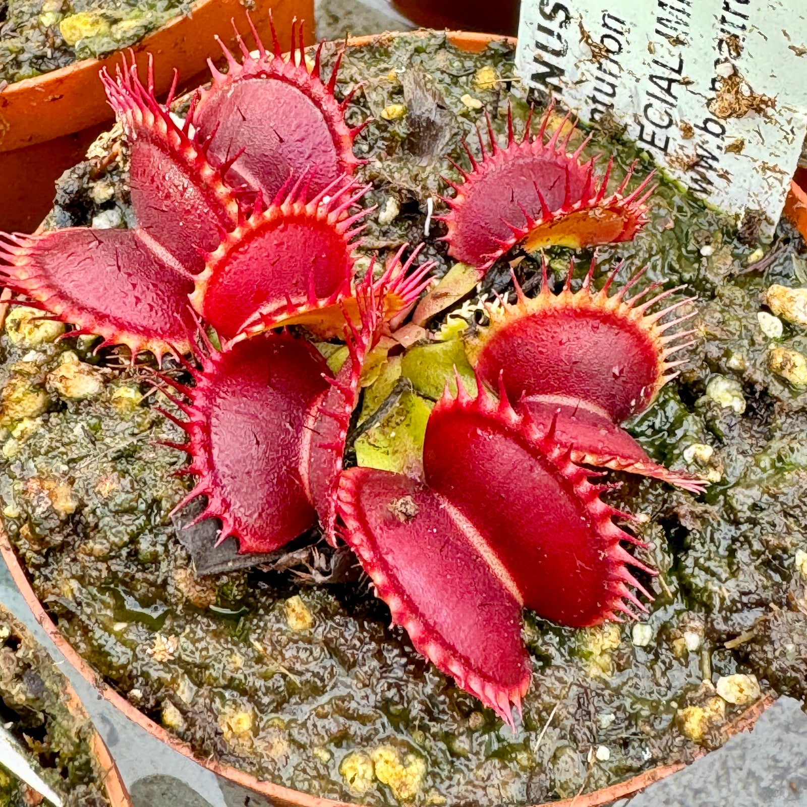 Venus Fly Trap, 'Centurion.' Special Import. -   - Carnivorous Plant