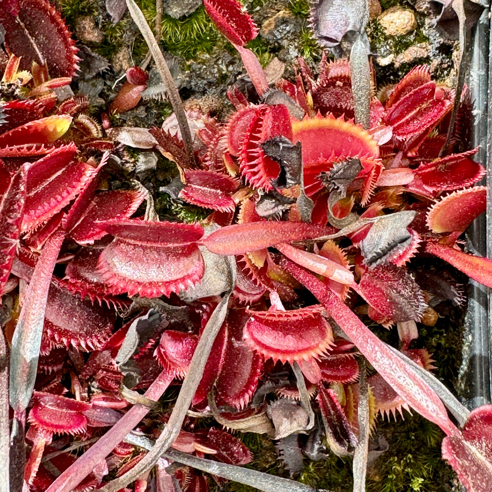 Venus Fly Trap, 'Trev's red dentate.' Special Import. -   - Carnivorous Plant