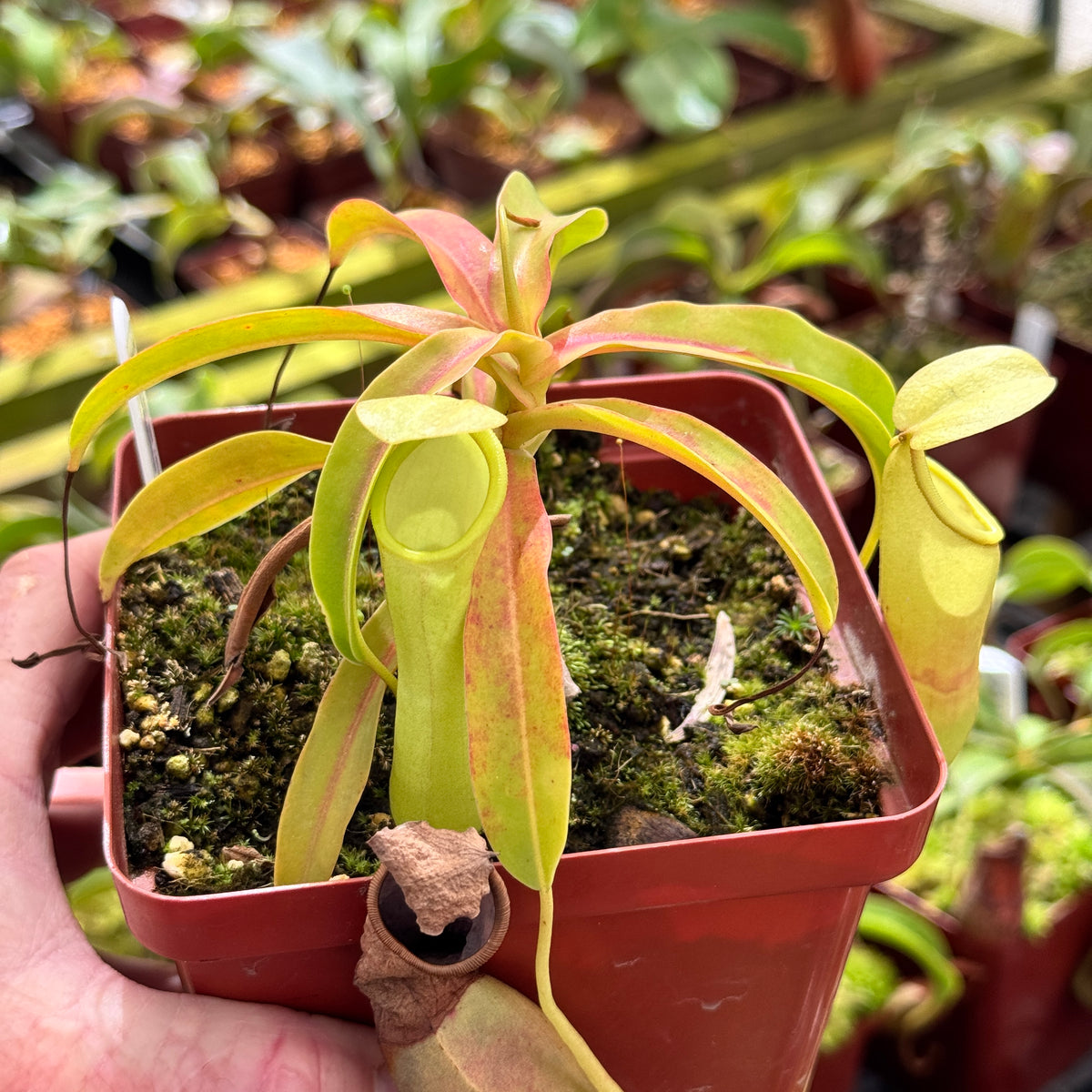 Tropical Pitcher, Nepenthes 'burkei x reinwardtiana,' BE-3849 by Nepenthes